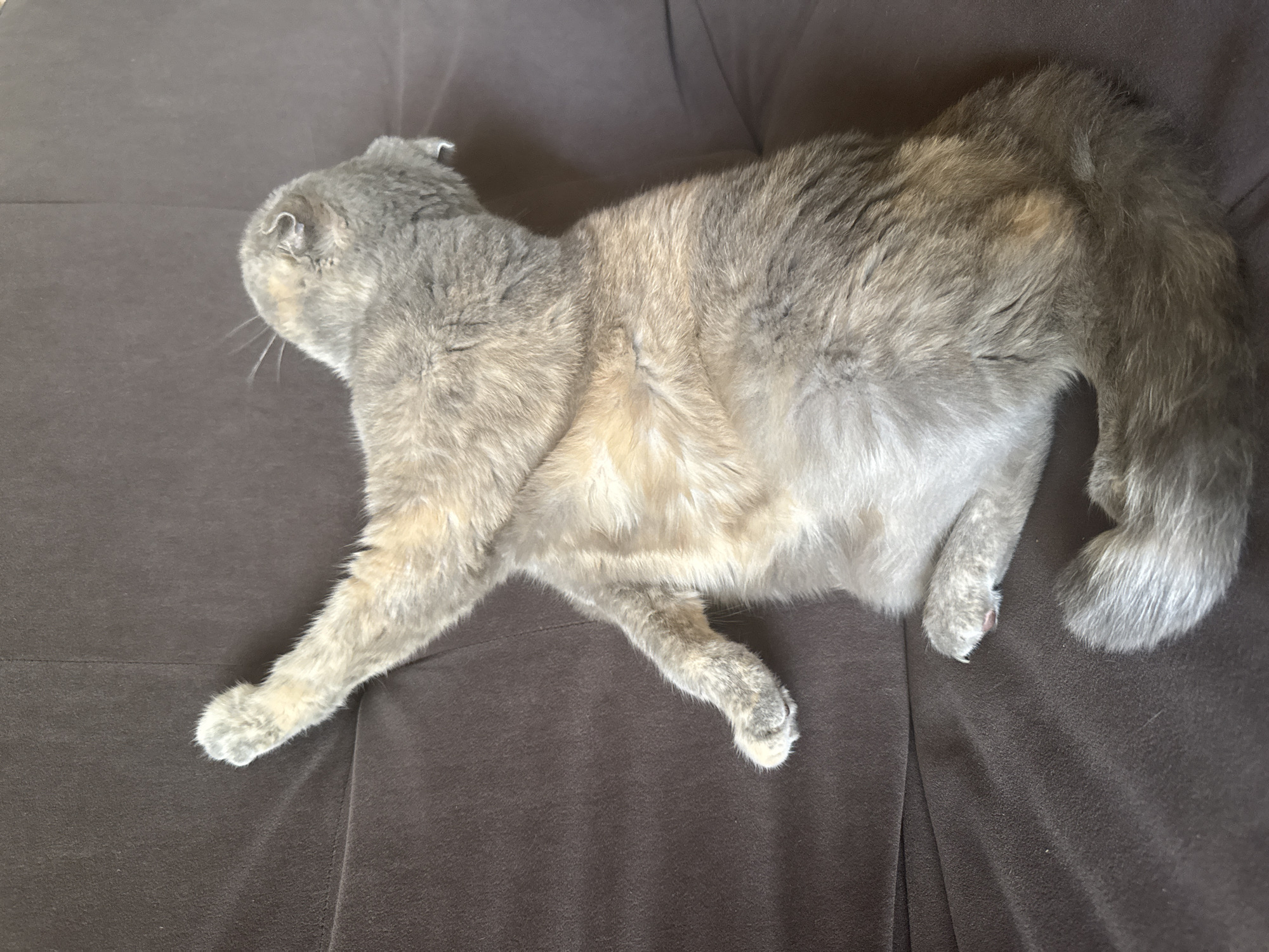 A grey and tan cat is lying on its back on a dark brown couch. The cat's front left paw is extended upwards. Its head is turned to the right, and its eyes are closed. The cat appears to be asleep. The couch has a textured surface with visible folds. This image was taken indoors, likely in a residential setting in Mamony, Russia.