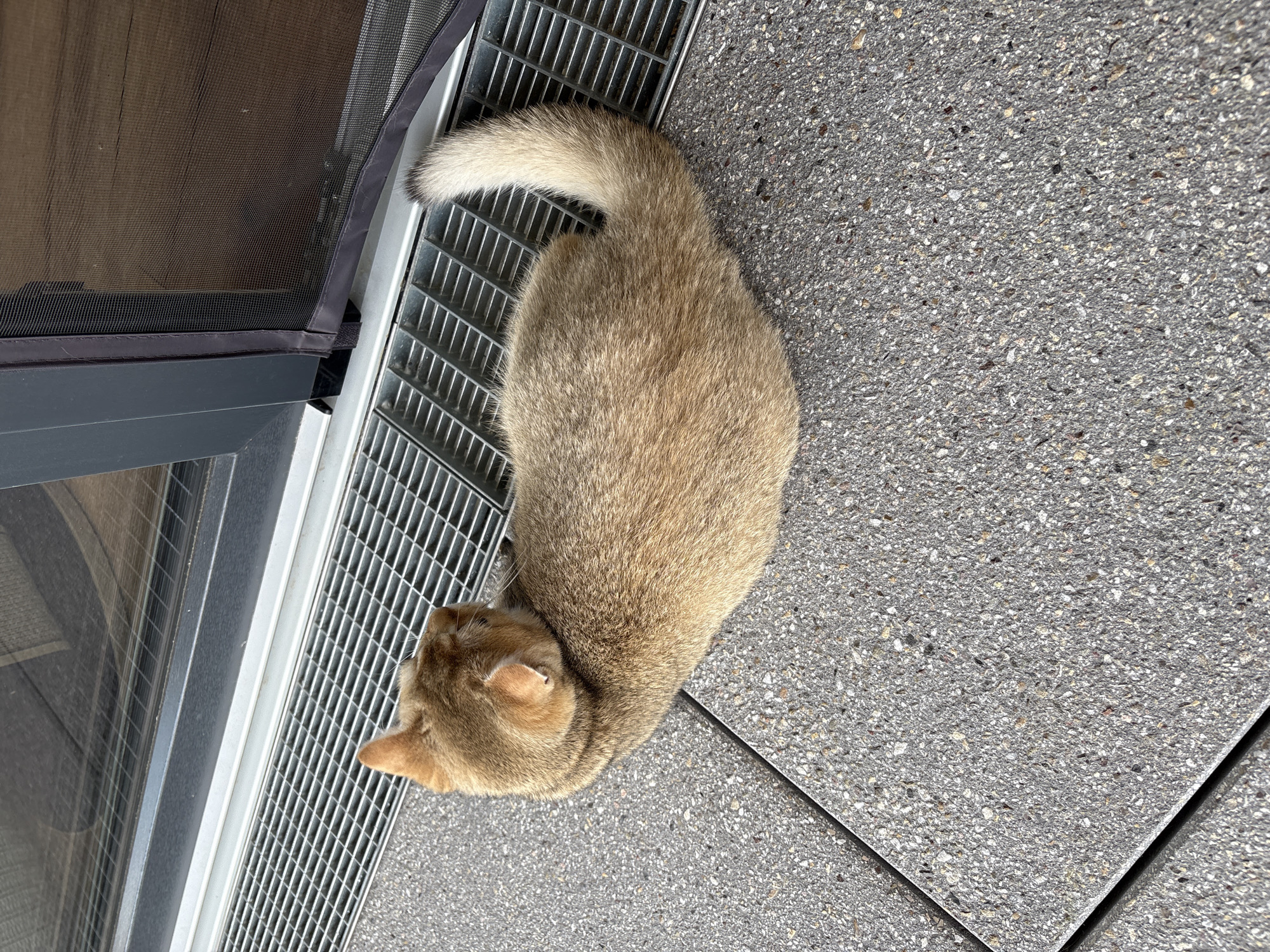 A golden-brown cat with a fluffy tail is lying on a stone patio next to a metal grate. The cat is curled up, facing away from the camera, with its head turned slightly to the left. The patio is made of large, gray concrete tiles with visible aggregate. A metal grate runs parallel to a dark gray window frame and a screen door on the right. The background shows a reflection in the window, suggesting an indoor space. The scene appears to be outdoors, likely on a balcony or terrace, in Bönnigheim, Germany.