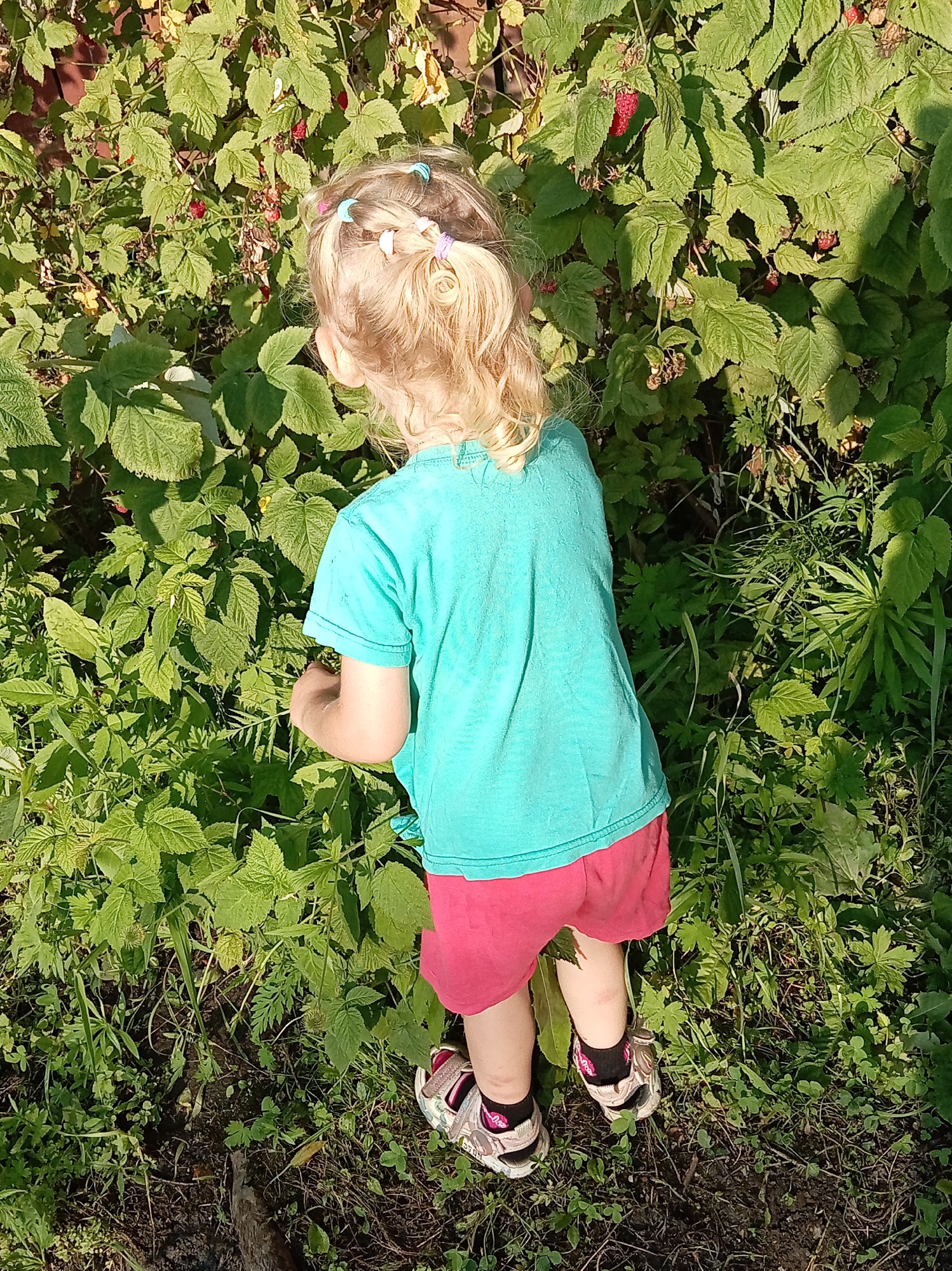 The image shows a young child, viewed from behind, reaching into a raspberry bush in what appears to be a garden or natural area. The child has blonde hair, tied with colorful bands, and is wearing a teal t-shirt and pink shorts. Their feet are clad in sandals with white and pink detailing. The raspberry bush is dense with green leaves and several ripe red berries are visible. The ground is covered with grass and soil. The setting suggests a sunny day. The location of Artyom, Russia is an inferred detail.