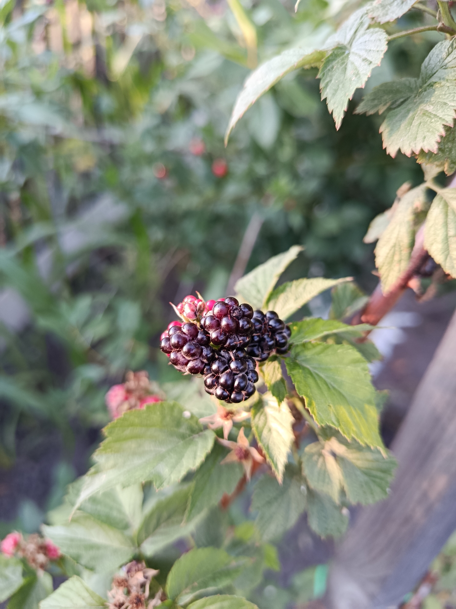 A close-up, eye-level shot captures a cluster of ripe blackberries hanging from a branch amidst green leaves. The blackberries are dark purple and appear plump, with some still showing red unripe berries and buds. The leaves are serrated with reddish edges, and a wooden fence or post is visible to the right of the frame. The background is softly blurred, showing more greenery and hints of red berries, suggesting an outdoor garden or natural setting. The image is well-lit, with sunlight highlighting the texture of the berries and leaves. No people or animals are present. The specific location within Biysk, Russia, is not discernible from the image.