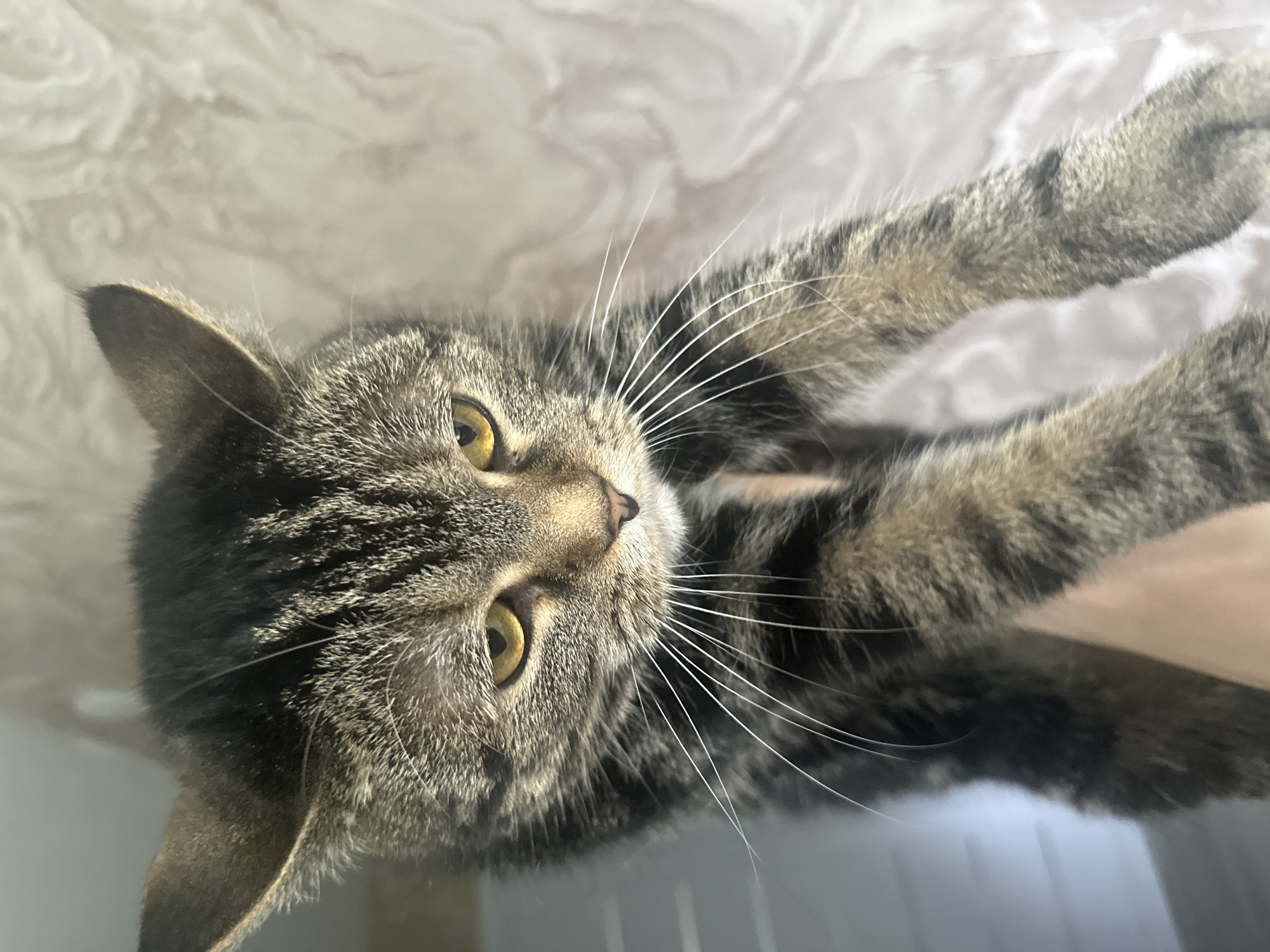 A tabby cat lies on its back on a surface with a white, textured background, possibly a bed or blanket. The cat's head is facing the viewer, with its yellow eyes visible. The cat has a brown and black tabby coat, long white whiskers, and pointed ears. The background has a light and slightly blurred appearance. Location and city of Stavropol, Russia, cannot be determined from the image.