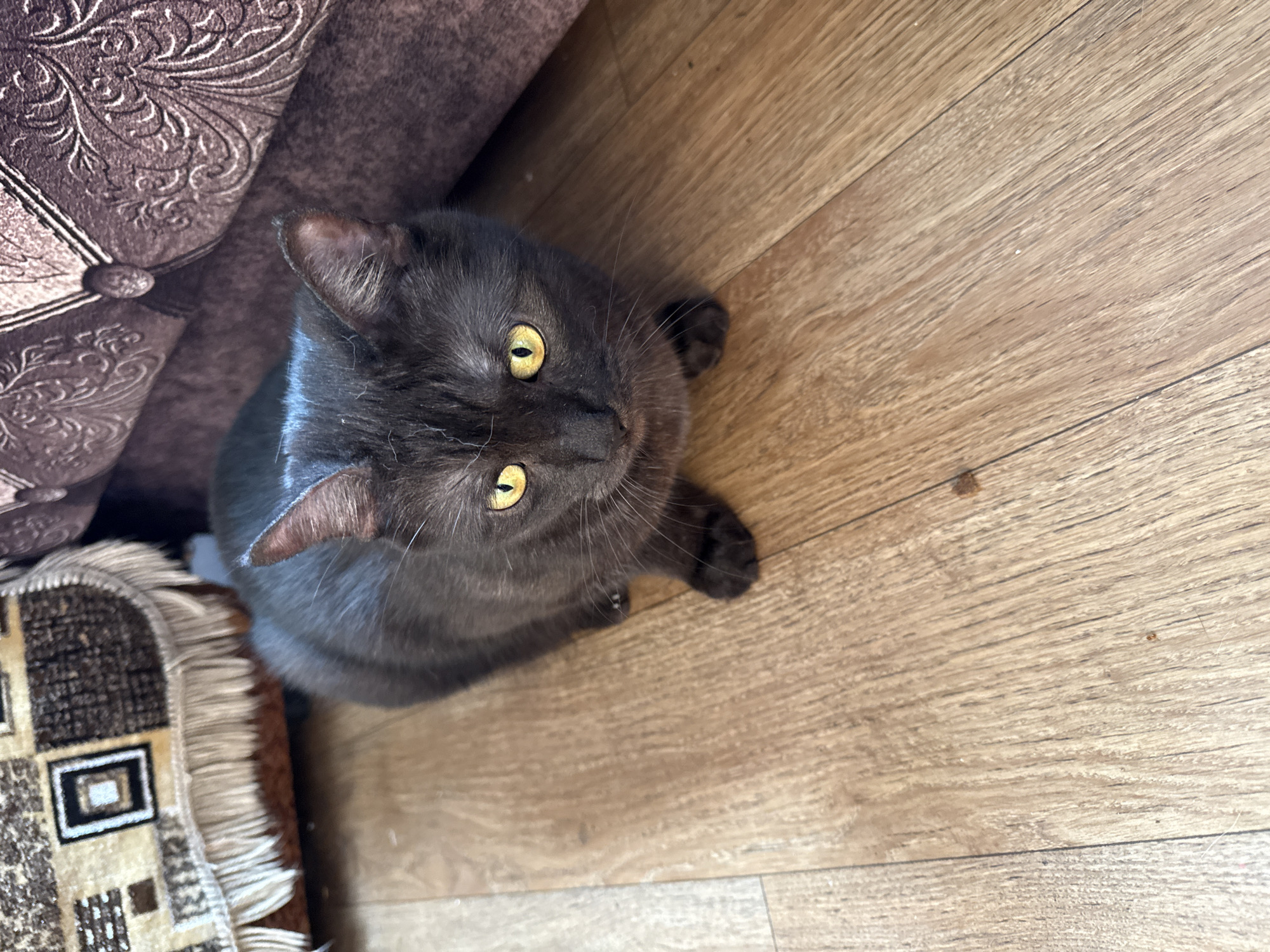 A top-down shot features a dark gray cat with striking yellow eyes looking upwards. The cat is positioned on a light brown wooden floor, partially obscured by a dark brown textured fabric, possibly a sofa or armchair, on the left side of the frame. In the lower left corner, a small portion of a rug with a geometric pattern in brown, beige, and white is visible, complete with fringed edges. The lighting suggests daytime, with no indication of weather conditions. The cat's gaze and slightly alert posture hint at curiosity or anticipation. The scene appears to be an indoor setting, likely a home in Star, Russia.