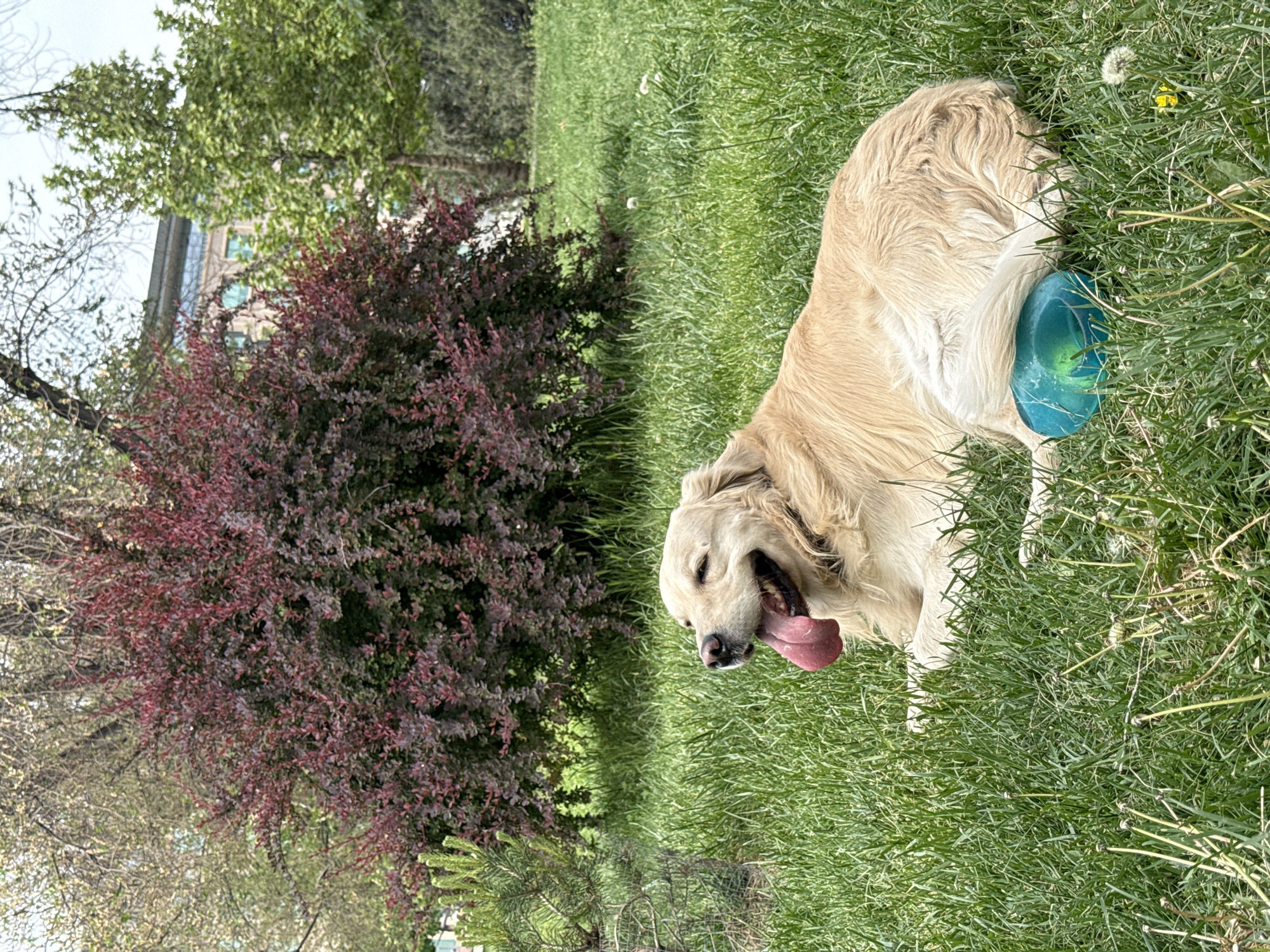 A golden retriever lies on a patch of green grass, its tongue lolling out of its mouth. The dog is holding a blue plastic disc in its paws. Behind the dog is a burgundy-leafed bush, and in the background, a multi-story building can be seen through the trees. The scene is bathed in sunlight. The location is likely in Yerevan, Armenia.