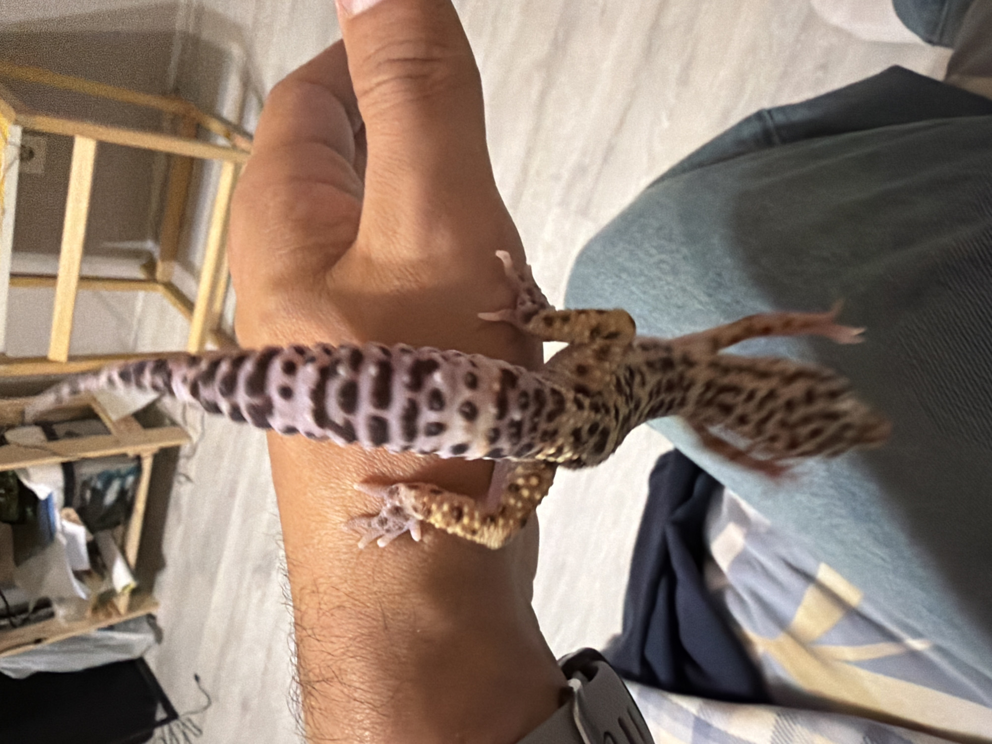 A leopard gecko is perched on a person's hand. The gecko has a spotted pattern and is stretched out across the person's wrist and hand. The person is wearing a grey watch. In the background is a light-colored wall and a wooden structure with shelves. The person's jeans are visible. There is no indication of the city of Izhevsk, Russia.