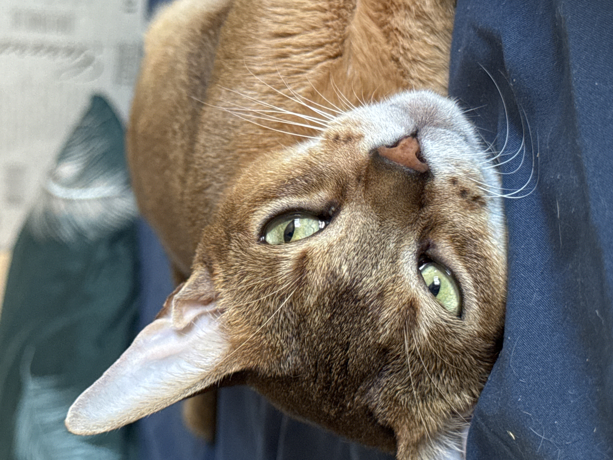 A close-up photograph depicts a reddish-brown cat with green eyes, positioned upside down. The cat's face, including its pink nose and white whiskers, is prominently featured. The cat's fur appears soft and well-groomed. The background includes a dark blue or black fabric and a blurred background. There is no information to associate the image with the city of Chaikovsky, Russia.