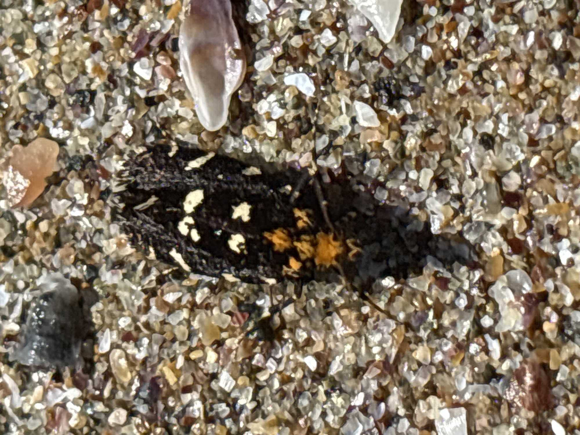 A top-down close-up shot shows a dark-colored insect with bright orange and white markings resting on a sandy beach. The insect has a segmented body and appears to be covered in short, bristly hairs. The sand is composed of small, multicolored grains, interspersed with fragments of seashells and small pebbles. The lighting suggests it is daytime, with the sun casting a subtle shadow to the lower left of the insect. The scene is located on a beach in Rezovo, Bulgaria.