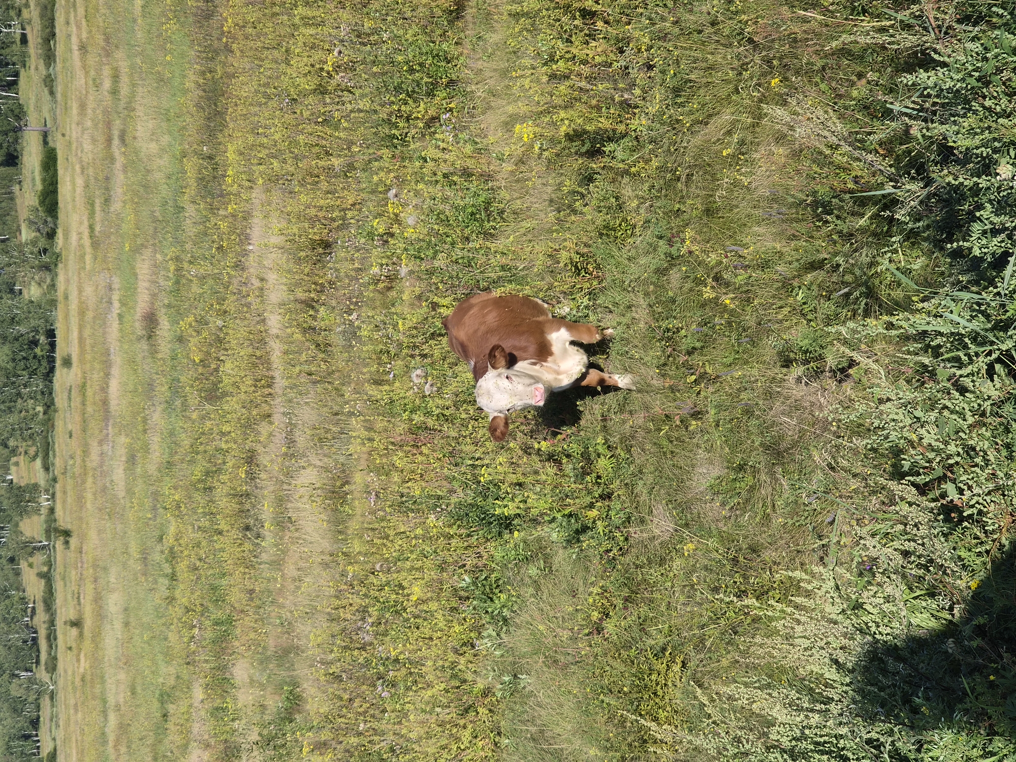 A brown and white calf stands in a field of tall green grass with scattered yellow flowers. The calf is facing the camera and its head is tilted slightly. In the background, there is a line of trees. The scene appears to be a rural area. The image has been geotagged to Balyaga, Russia.