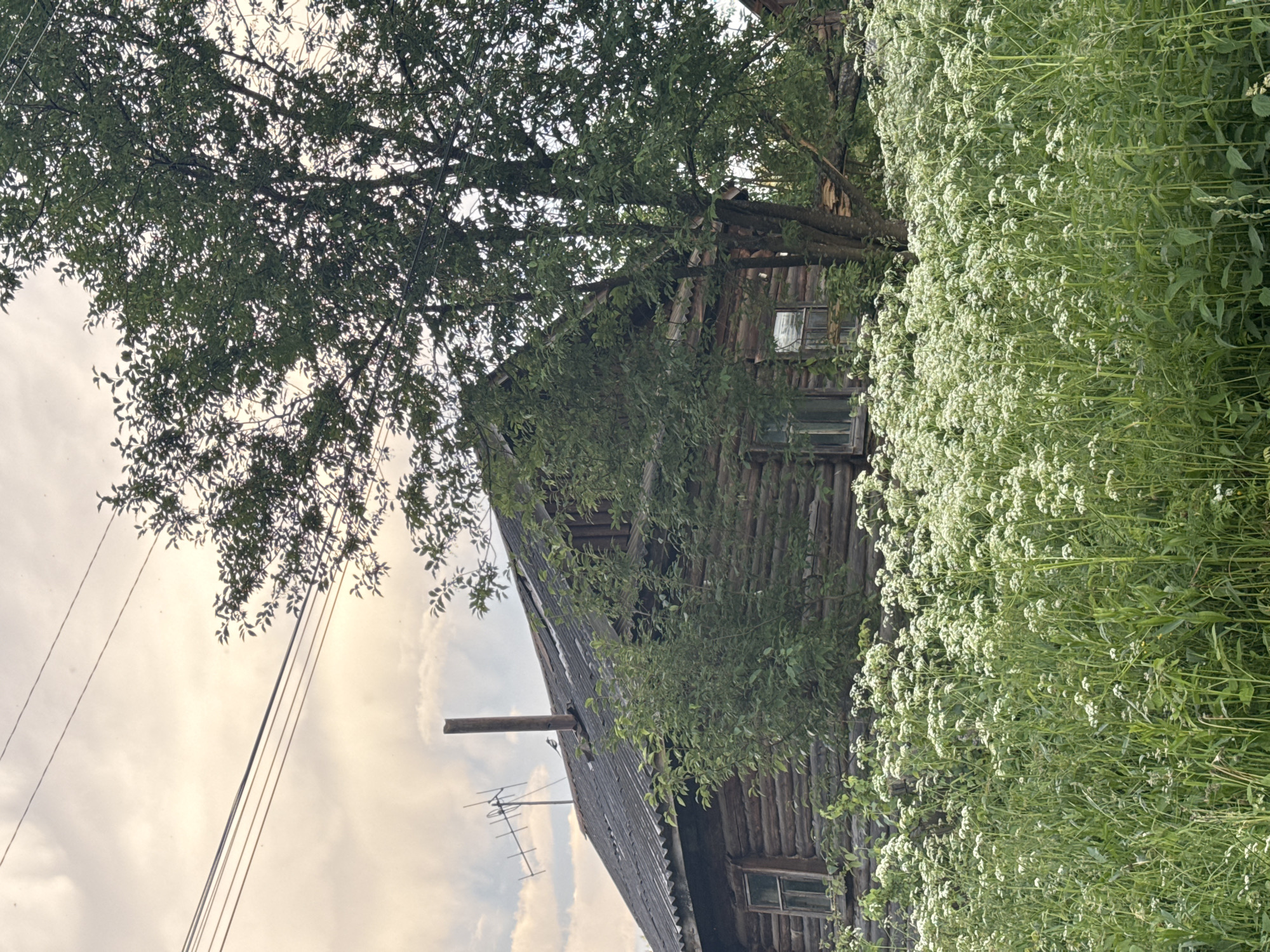 In Vasyahta, Russia, a weathered, rustic wooden house stands surrounded by lush green vegetation and a dense field of white wildflowers in the foreground. The house, constructed from horizontal logs, has a dark, corrugated roof that appears aged and somewhat dilapidated, with a visible chimney pipe extending upwards. A television antenna is mounted on the roof. A large, leafy tree with a broken branch partially obscures the right side of the house. Power lines stretch across the sky above the scene. The sky is overcast with a soft, diffused light. The image captures a quiet, rural atmosphere.