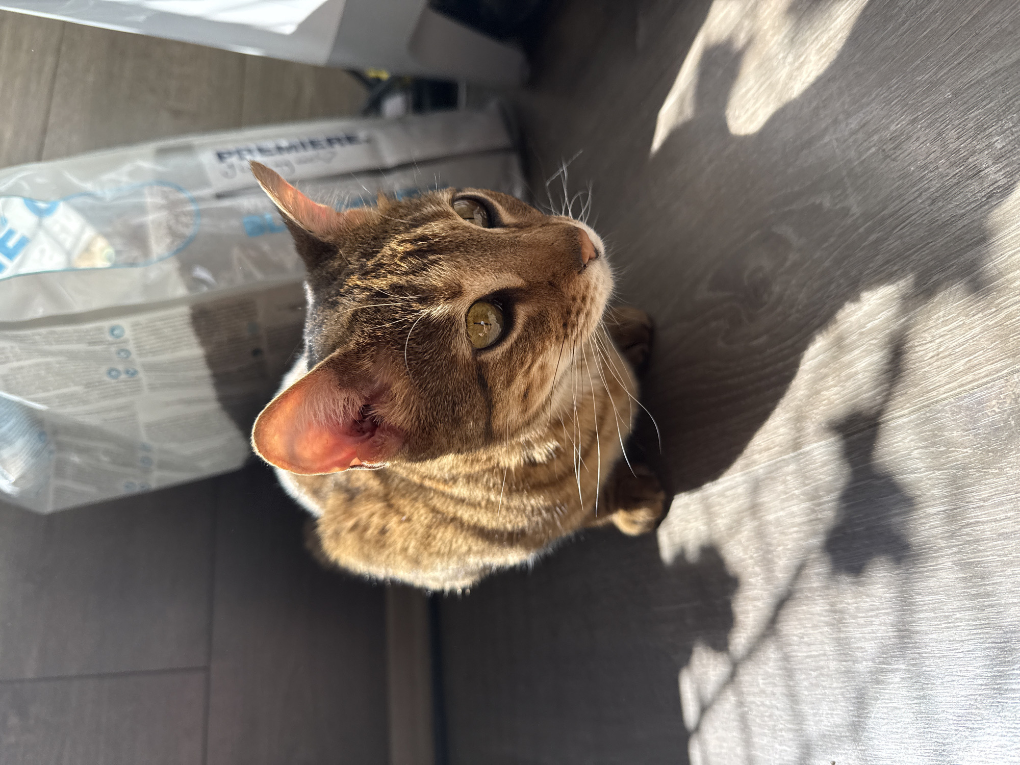 A brown tabby cat is captured from an overhead perspective, sitting on a wooden floor and looking upwards with an alert and curious expression. The cat has short, striped fur with shades of brown and black, bright green-yellow eyes, and long white whiskers. A small patch of white fur is visible under its chin.
The scene is brightly lit by natural sunlight, casting distinct, intricate shadows—possibly from leaves or a window frame—across the dark wooden floor and partially over the cat's body. This suggests a sunny day. In the upper left background, a large, translucent plastic bag is visible, likely containing cat supplies. The word "PREMIERE" is clearly legible on the bag, along with other faint text and symbols.
The cat's posture and upward gaze indicate it is observing something out of frame above it. The setting is an indoor environment within the City of Zagreb, Croatia.