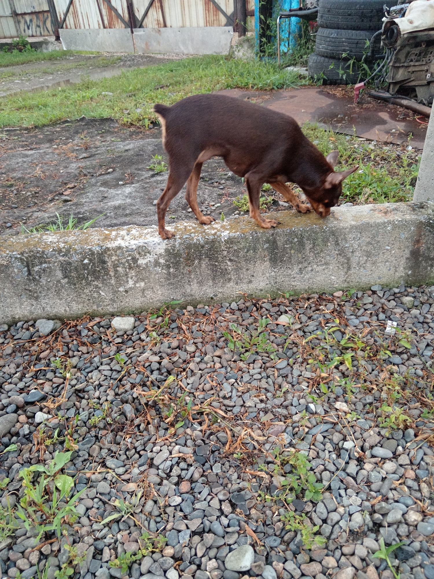 A medium shot captures a small, dark brown dog with pointed ears standing on a concrete ledge and sniffing at water on its surface. The dog's body is angled slightly to the right. The concrete ledge is weathered and has a rough texture. Below the ledge, the ground is covered in small, gray and brown pebbles, with sparse green weeds and dry brown vegetation growing amongst them. Behind the dog, the ground appears damp with patches of green grass and some dirt. In the background, a rusty metal corrugated wall stands with some graffiti on it. Further back, stacked tires and parts of an engine or machinery are visible, suggesting an industrial or junkyard environment. The overall lighting suggests an overcast day. The image does not provide any specific indicators of the location being in Novopokrovka, Russia.