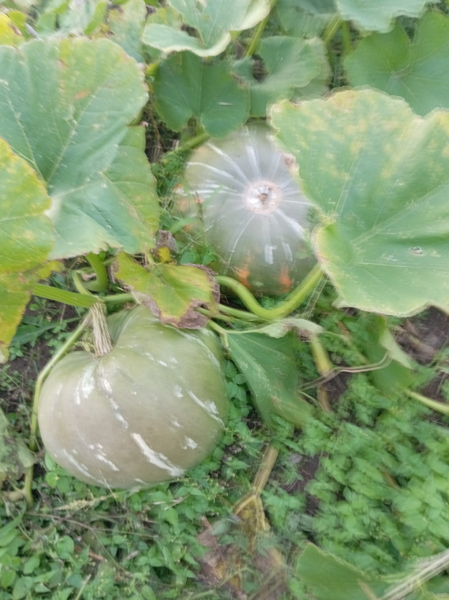 Two light-green pumpkins with light stripes are growing on a vine amidst large, green leaves. One pumpkin is in the foreground, to the left, and appears larger than the other. The second pumpkin is further back, to the right, and has a silvery-white sheen with some orange markings. The scene is set in an outdoor environment, likely a garden or farm, with green foliage and dark soil visible. The image was taken in the Tupalavichy village council, Belarus.