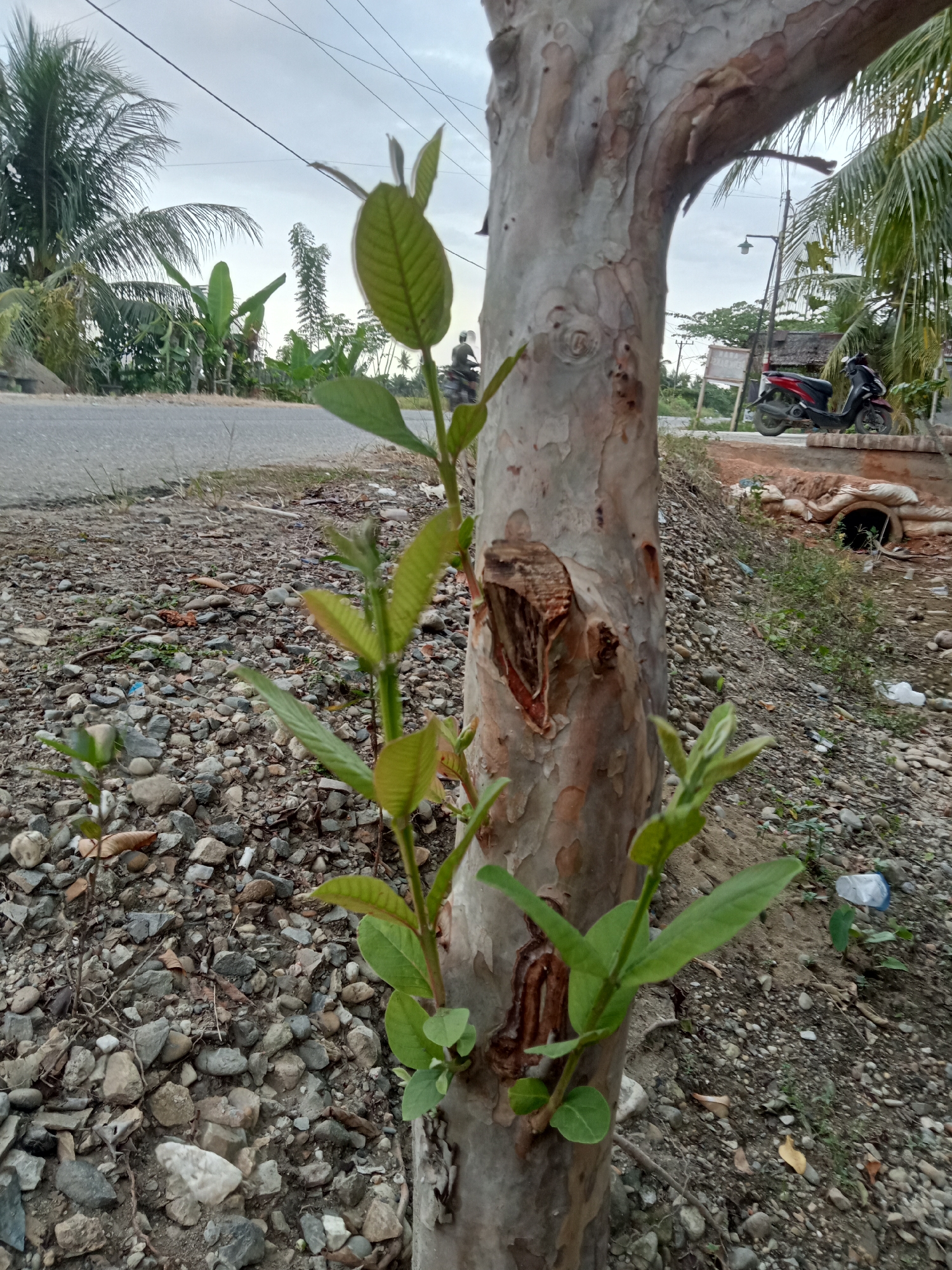 A close-up shot focuses on the trunk of a tree with new green shoots growing from its base. The tree trunk has rough, textured bark with a wound visible on its side. The ground around the tree is covered in small stones and debris. In the background, a road is visible, with a motorbike parked on the side. Further back, there are palm trees and other vegetation. The sky is overcast. The scene appears to be in a rural or semi-urban area, possibly on the outskirts of Matangsijuek Timur, Indonesia, given the presence of tropical vegetation and local elements like the motorbike.