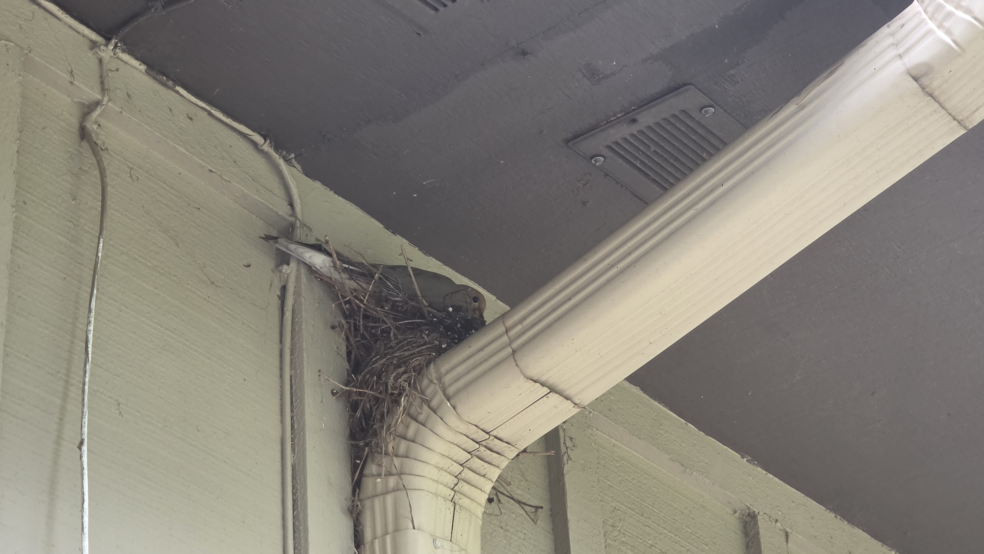 In Elgin, United States of America, an image captures a bird's nest constructed from twigs and straw, positioned in the corner where a light green wall meets a dark gray overhang. A downspout, painted light beige, runs diagonally across the scene. Within the nest, a small bird, predominantly brown with some white markings visible on its wings and tail, is nestled amongst its young. The bird appears to be tending to its nest or its chicks. The environment suggests an outdoor setting, likely a residential area given the presence of architectural features like the wall, overhang, and downspout.