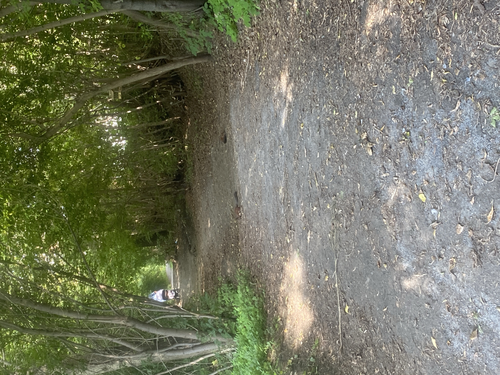 The image depicts a dirt path winding through a wooded area. Lush green foliage lines the sides of the path, with sunlight filtering through the leaves, creating dappled shadows on the ground. In the distance, a person is seen pushing a stroller along the path, moving away from the viewer. The path is strewn with fallen leaves and small twigs. The scene suggests a quiet, natural setting within a city. The image is not sufficient to determine the specific location within Novosibirsk, Russia.