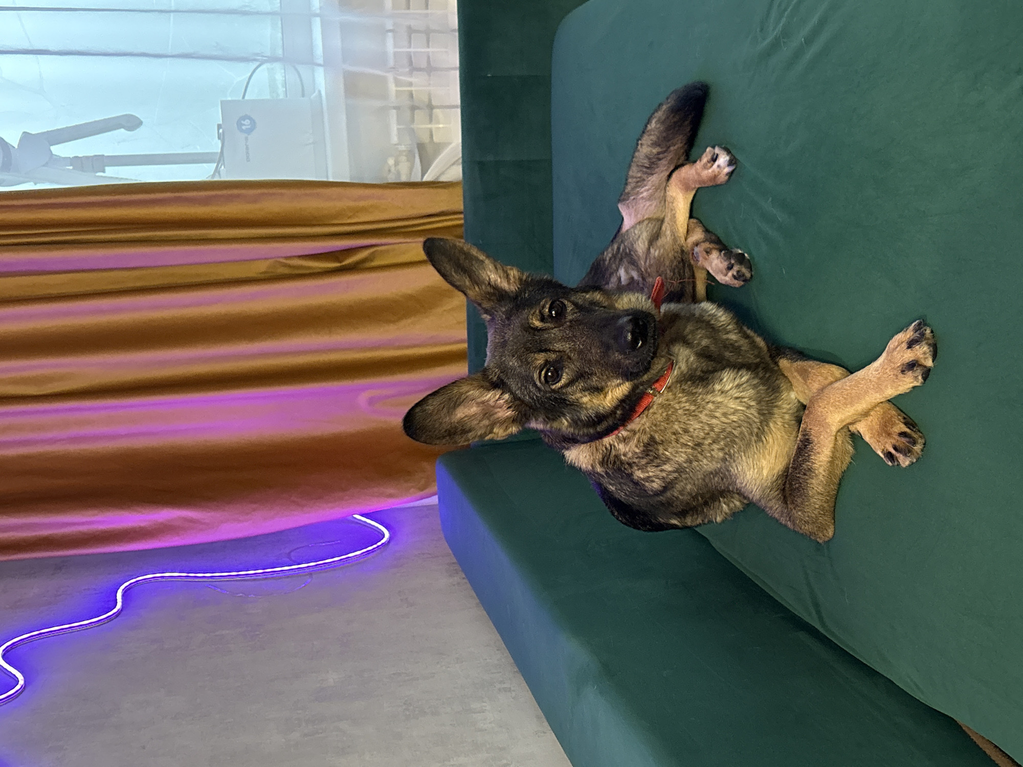 A German Shepherd puppy is lying on its back on a dark green sofa, with its paws in the air. The puppy is wearing a red collar. The background consists of a draped golden-brown curtain with purple lighting, and behind that, a blurred window with what appears to be a white device with blue lettering. A blue LED strip light is visible on the floor in front of the curtain. The image appears to be taken indoors, likely in a residential setting, at night due to the artificial lighting. The puppy's expression is curious and playful. There is no visible text in the image beyond the lettering on the white device in the background, which is too blurry to read.