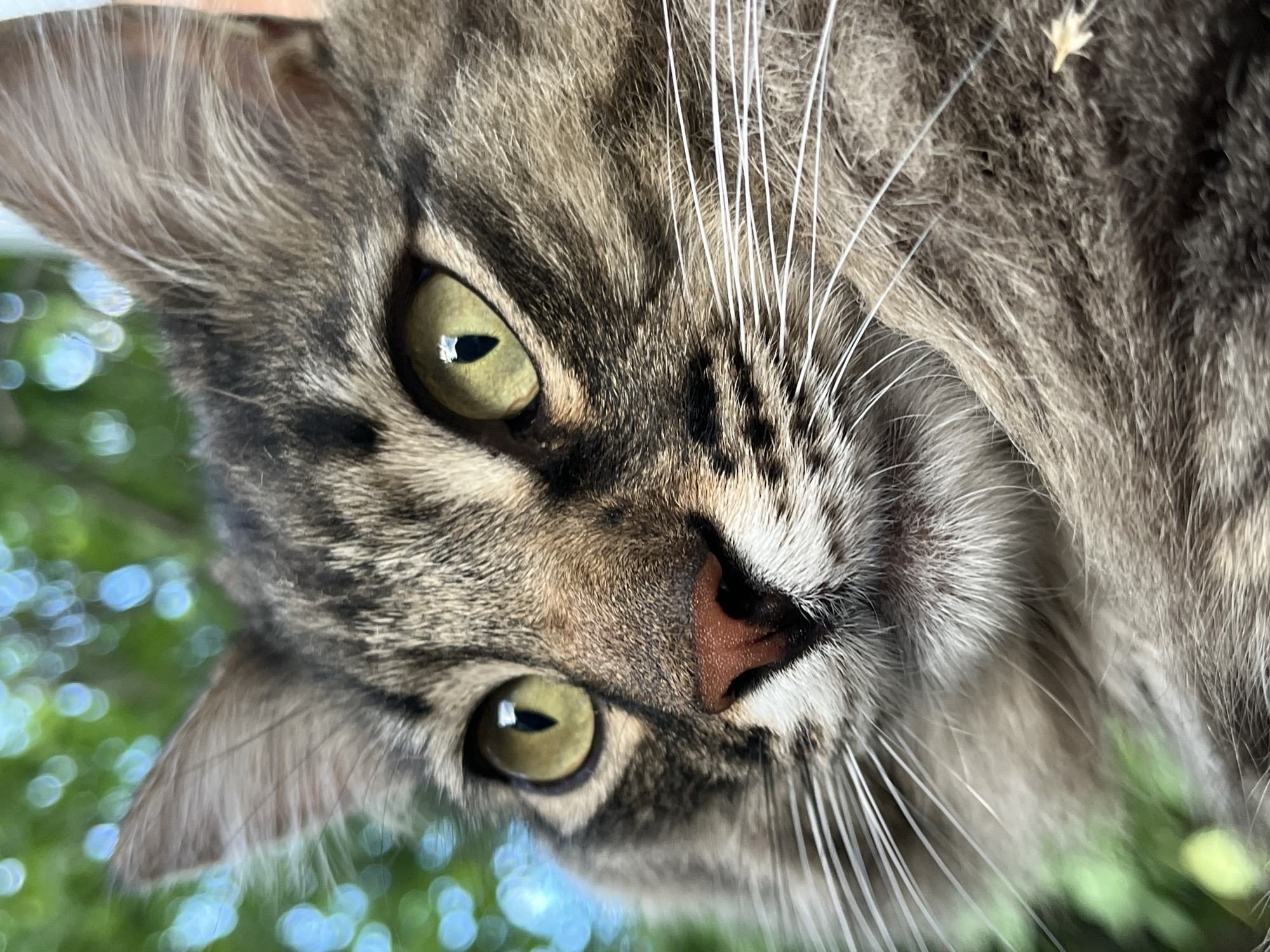 This is a close-up, head-and-shoulders portrait of a tabby cat with striking green eyes. The cat's fur is a mix of brown, grey, and black tabby markings. Its nose is a reddish-brown color, and it has prominent white whiskers. The background is blurred, showing green foliage and hints of blue, suggesting an outdoor setting. The image appears to have been taken with a shallow depth of field, focusing sharply on the cat's face. There are no people or specific urban features visible in this image; therefore, it is not possible to determine if the image is located in Krasnyye Barrikady, Russia.