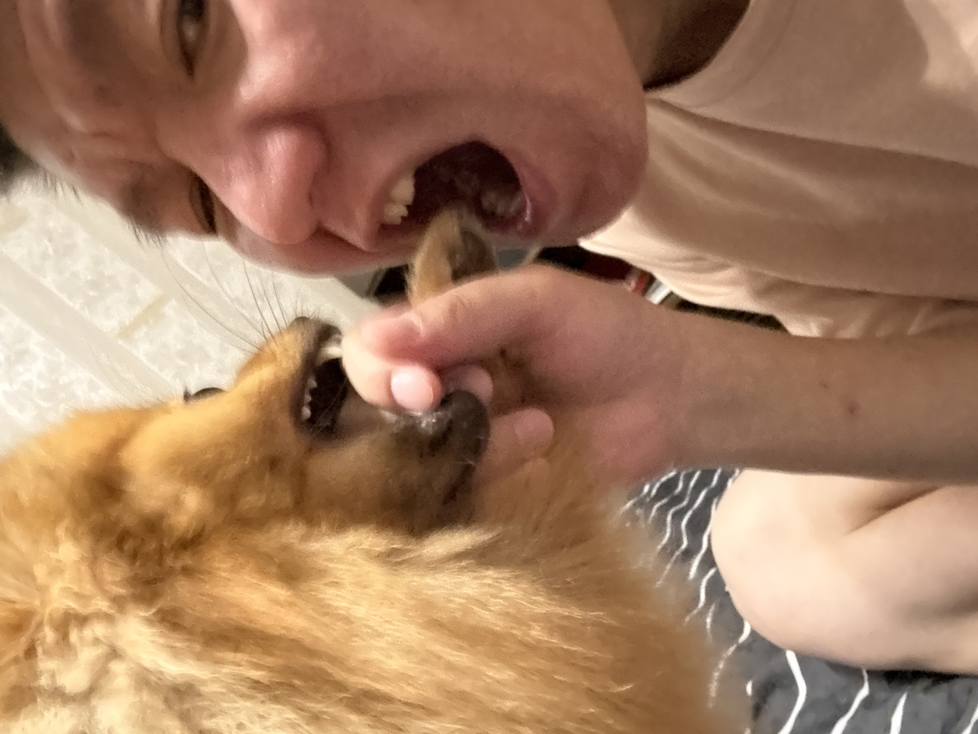 A close-up, selfie-style shot shows a person's face and a dog's face interacting. The person is on the right, with their mouth open, and a finger is in their mouth. The dog, on the left, is also close to the person's face, with its mouth open, appearing to nip at the finger or a treat. The dog is golden-furred, and the person has short dark hair. The background is blurry, but appears to be an indoor setting with striped bedding and a light-colored textured wall. There are no specific landmarks or indications of Khimki, Russia.