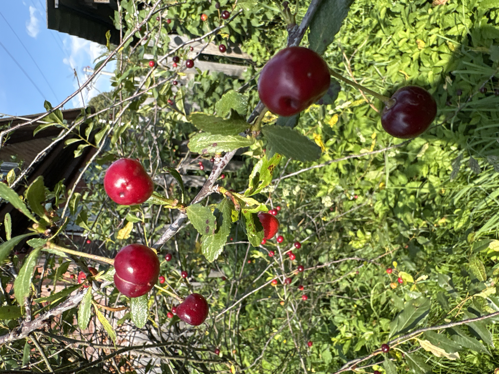 The image captures a close-up view of a cherry tree laden with ripe, dark red cherries. Several branches are visible, laden with leaves and fruit. The cherries are in various stages of ripeness and cluster on thin stems. Some cherries are a brighter red, while others are a deep crimson. The background shows a lush green garden with tall grass and other foliage, hinting at a rural or semi-rural setting. In the distance, parts of a wooden structure, possibly a fence and a building with a dark roof, are visible. The sky above is a clear blue with some white clouds, indicating a sunny day. A thin power line stretches across the upper portion of the frame. The overall impression is one of abundance and natural beauty. The location is stated to beВетлужский, Russia. There are no people or animals visible in the image.