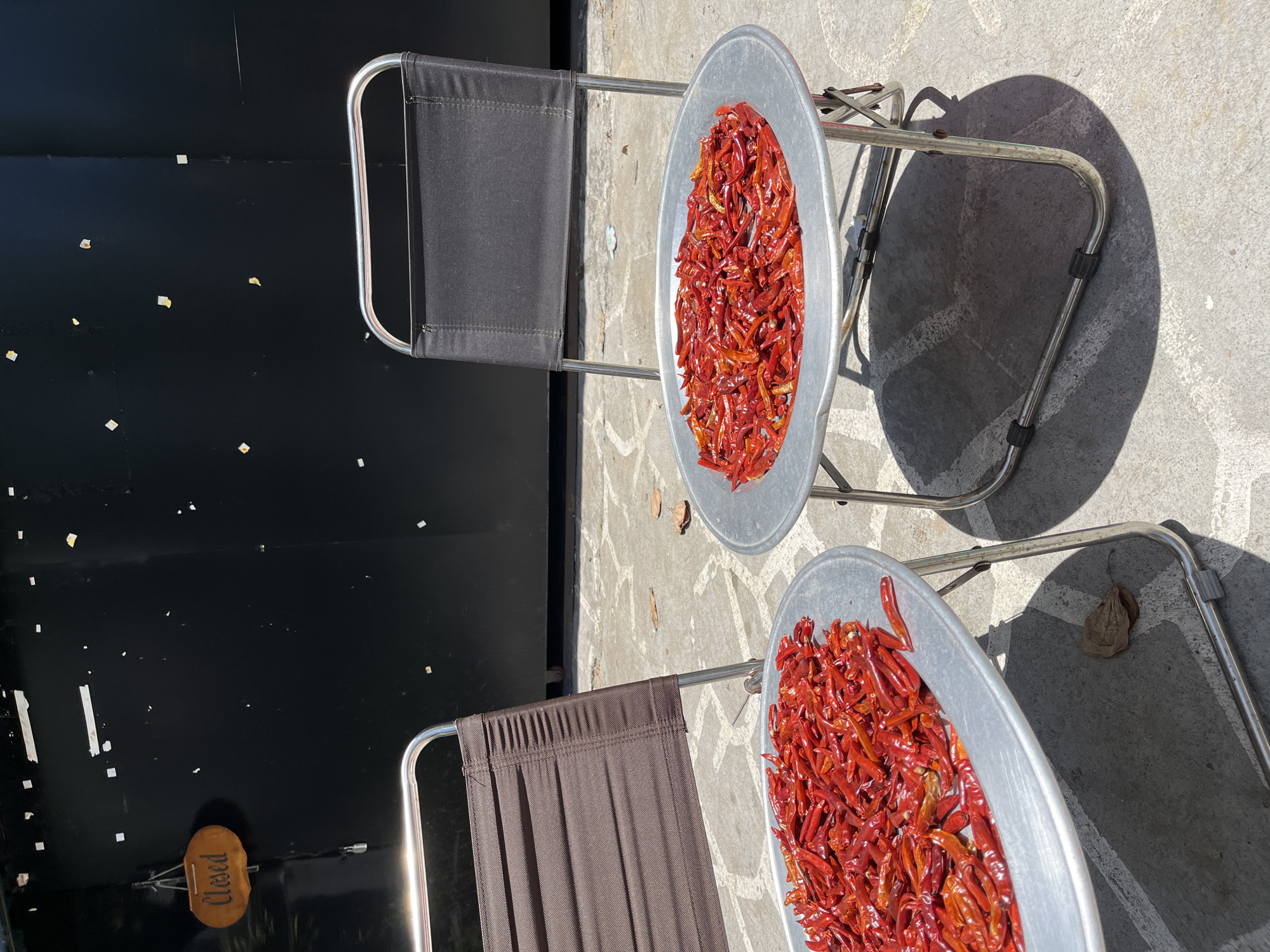 Two folding chairs are positioned on a concrete surface, each supporting a shallow, round, metal tray filled with dried red chili peppers. The chairs have metal frames and fabric seats, one black and the other brown. To the left, a dark-colored wall is visible with small, light-colored fragments adhered to it, and a "Closed" sign is hanging. The scene appears to be outdoors, bathed in sunlight. Based on the style of the objects, it is likely the location is the city of Đà Nẵng, Vietnam.