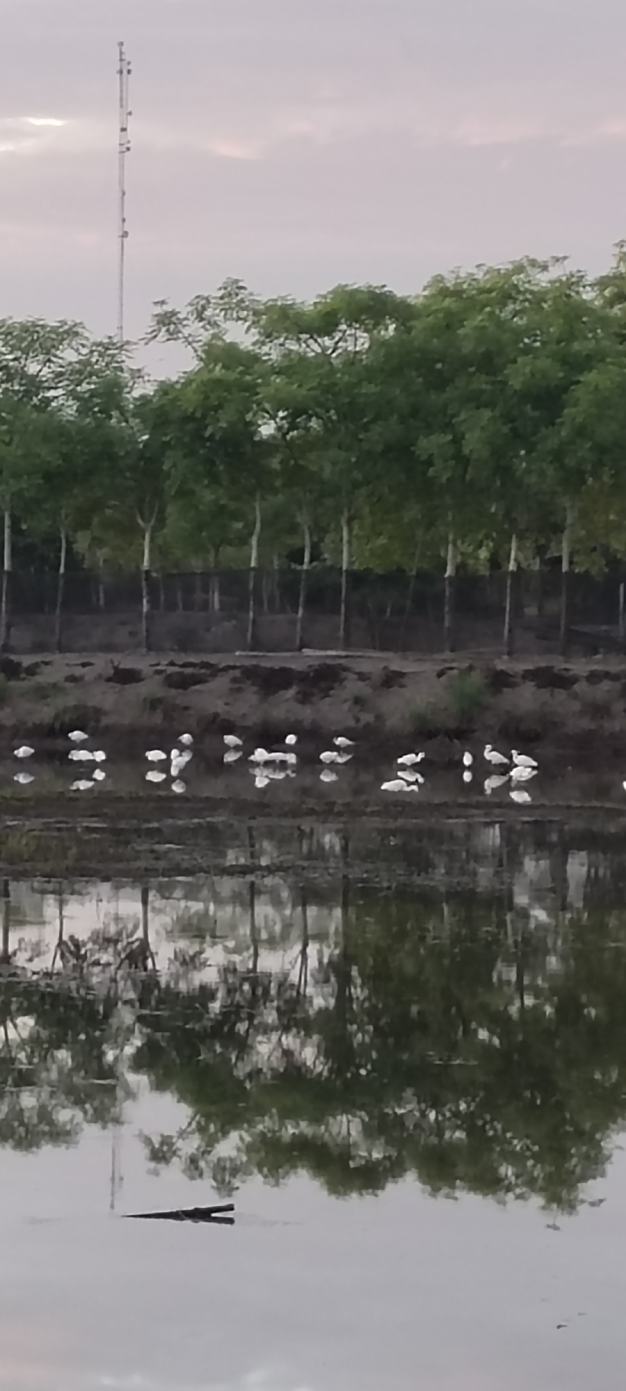 The image captures a serene natural scene in Lhokseumawe, Indonesia, featuring a body of water with several white birds gathered along its muddy bank. Behind the water, a row of lush green trees forms a dense line, their branches reaching towards a pale, overcast sky. A tall, slender communication tower stands in the distance, piercing the horizon. The water's surface reflects the trees and the sky, creating a mirror-like effect. The overall impression is one of tranquility and natural beauty.