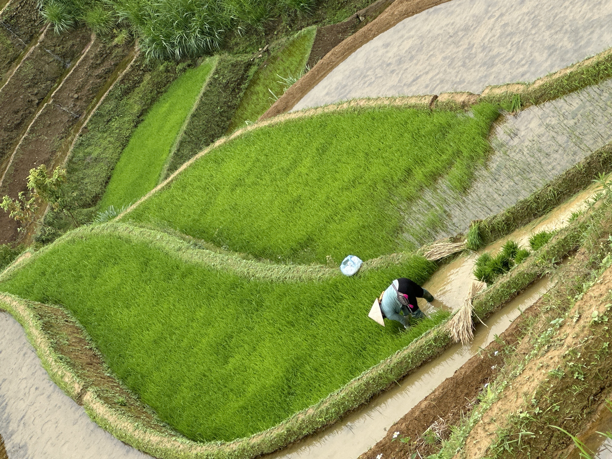 An overhead shot captures a terraced rice field in Dế Xu Phình, Vietnam. The scene features multiple curvilinear rice paddies, partially filled with water and vibrant green young rice plants. One individual, wearing a traditional conical hat (nón lá), a light-colored long-sleeved top, and dark pants, is seen stooping in a water-filled paddy in the lower-middle section, engaged in rice transplanting. Several bundles of rice seedlings are positioned in the water near the worker. The terraces are characterized by earthen walls, some covered in short vegetation, separating the irrigated paddies. Areas of exposed dark brown soil are visible on the higher, uncultivated slopes to the right. A light blue plastic bag or object floats in a paddy further up and to the right of the worker. The water in the paddies appears murky, reflecting the sky and surrounding elements.