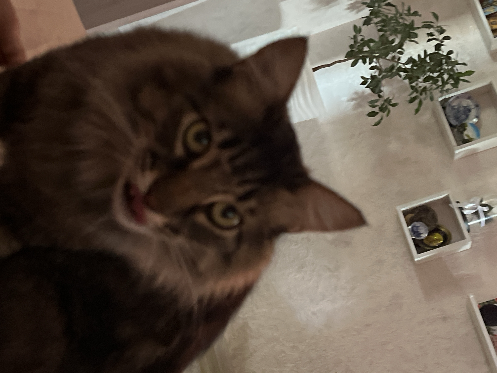 A blurry, close-up, indoor photograph shows a brown tabby cat with its tongue slightly extended, looking directly at the camera. The cat's face dominates the foreground. In the background, out of focus, are white shelves mounted on a textured wall. One shelf displays a potted green plant. Another shelf holds decorative items, including what appear to be ceramic ornaments and spherical objects. The lighting is dim. The location is not specified in the image, nor is it possible to determine if it is in Krasnyye Barrikady, Russia.