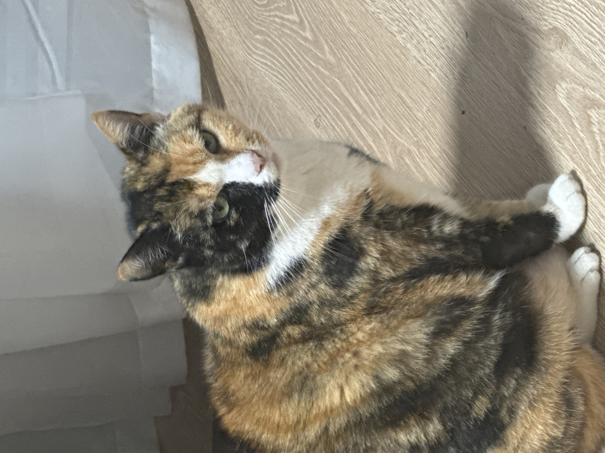 The image depicts a calico cat lying on a light-colored wooden floor. The cat is positioned diagonally in the frame, with its head turned towards the left and its body extending towards the right. The cat's fur is a mix of black, orange, and white patches. Some white fabric is visible to the left of the cat. The location is indoors.