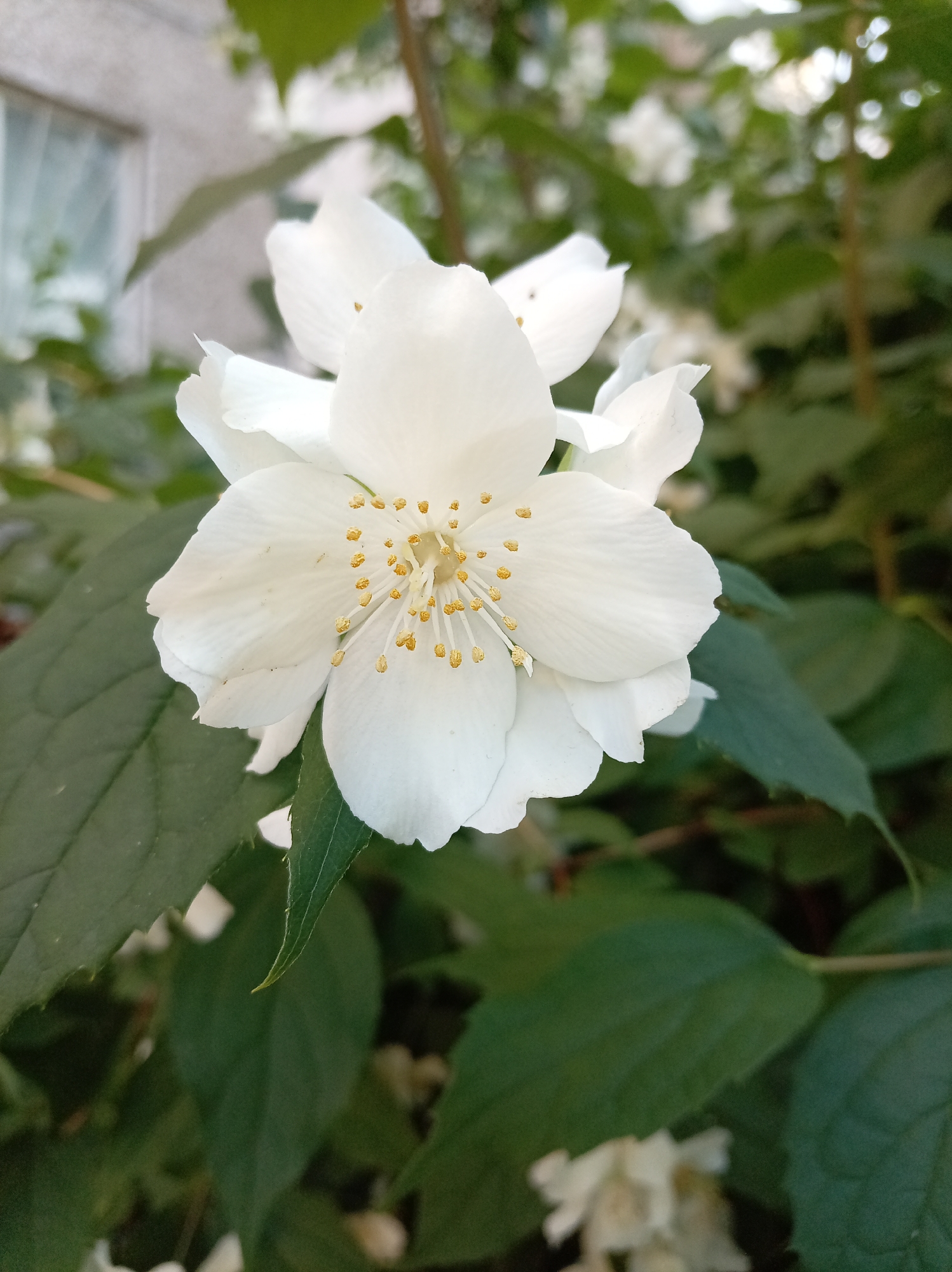 A close-up, eye-level shot shows a white jasmine flower in full bloom, with its delicate petals and prominent yellow stamens. The flower is positioned slightly left of center, with its petals unfurling towards the right. Dark green leaves form a lush backdrop, some in sharp focus and others blurred, suggesting a natural setting. In the upper left corner, a portion of a building with a window is visible, hinting at an urban environment. The overall lighting is soft, indicating it might be daytime. The specific location in Minsk, Belarus cannot be determined from the image alone.