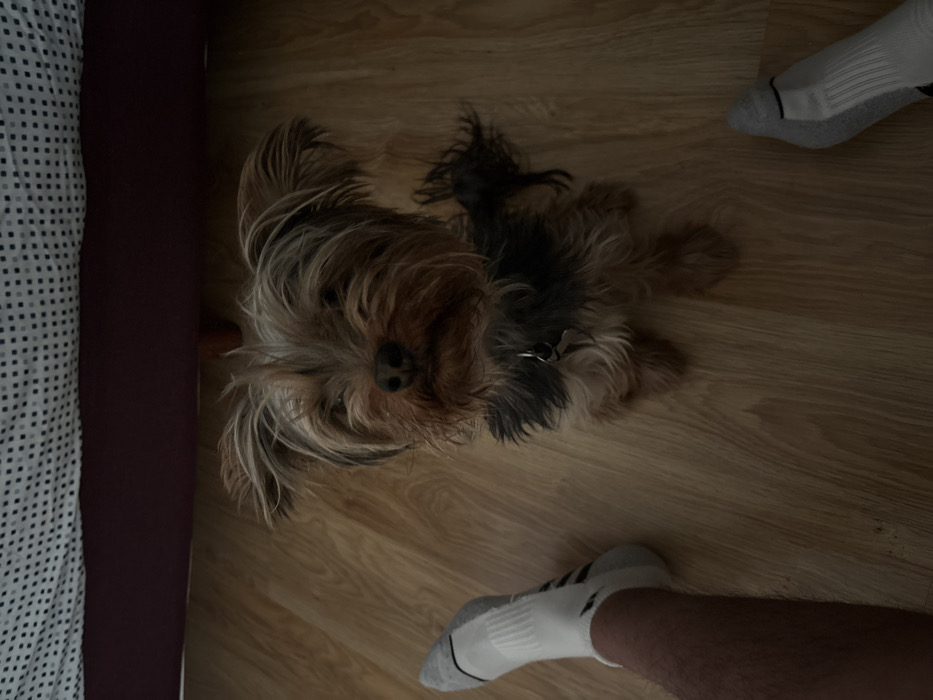 The image displays an indoor scene featuring a small Yorkshire Terrier dog and the lower extremities of a person. The dog, with medium-length brown, black, and gray fur, is positioned centrally, sitting on a light-colored wooden floor and looking upwards towards the camera. It wears a dark collar with a silver tag. To the left and right foreground, the person's legs and feet are visible, clad in white ankle socks with black stripes (likely Adidas branding on the left sock). The person's left leg is slightly extended. The background shows the bottom edge of a bed, including a dark red or maroon bed frame and a comforter with a white and dark gray or black small square grid pattern. The lighting suggests an ambient indoor setting. The specific location within León, Mexico, cannot be determined from the visual information provided.