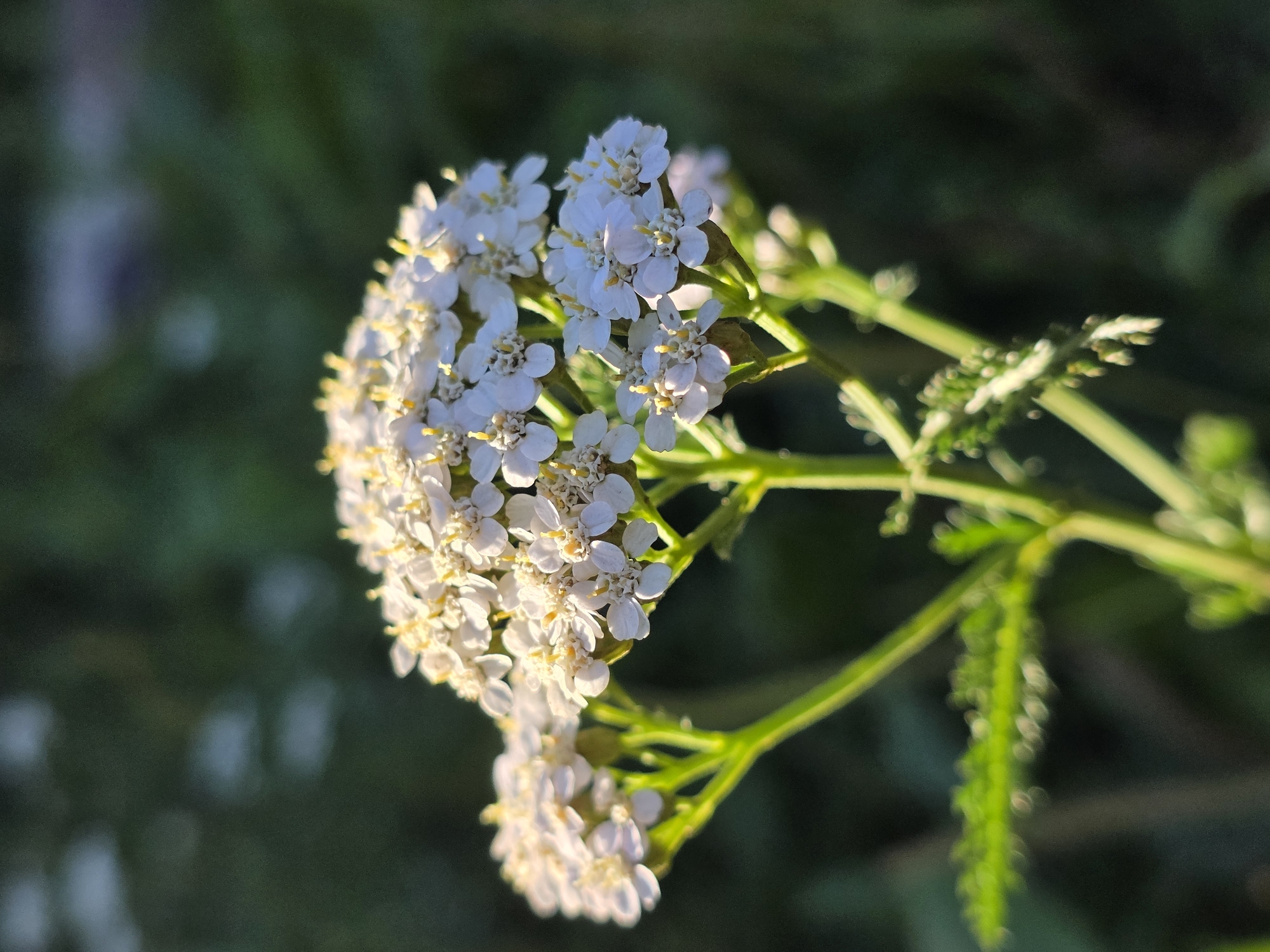 A close-up, shallow depth of field, vertical, outdoor photograph depicts a cluster of small, white flowers with yellow centers. The flowers are arranged in flat-topped clusters at the ends of thin, green stems. The foreground and midground are in sharp focus, highlighting the delicate structure of the flowers and the fuzzy texture of the leaves. The background is a dark, blurred expanse of green foliage, with some soft, out-of-focus bokeh highlights. The lighting suggests it is daytime, with sunlight illuminating the flowers from the side, casting soft shadows and accentuating their texture. The image does not contain any discernible elements that would indicate a specific location in the city of Речицы, Russia, such as landmarks, signage, or architectural features. The scene is devoid of people, animals, or any overt actions or interactions. The overall impression is one of natural beauty and tranquility, focusing solely on the botanical subject.