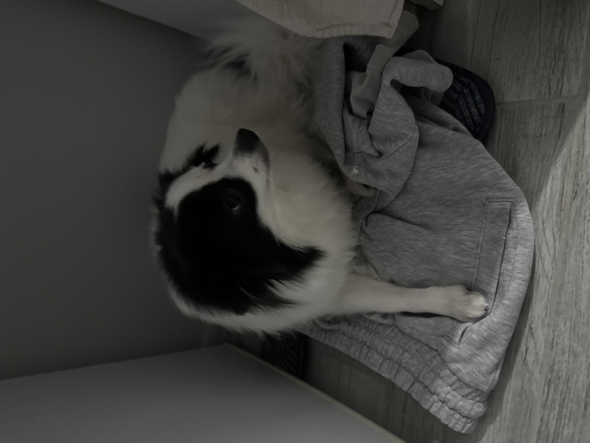 A black and white dog lies curled on top of a pile of gray sweatpants. The dog is looking up toward the camera. A partially obscured blue object lies under the sweatpants. A corner of a white surface is present in the bottom left of the image. The background includes a gray wall and wood-look flooring. The location in Stara Zagora, Bulgaria, is not discernible from the image.