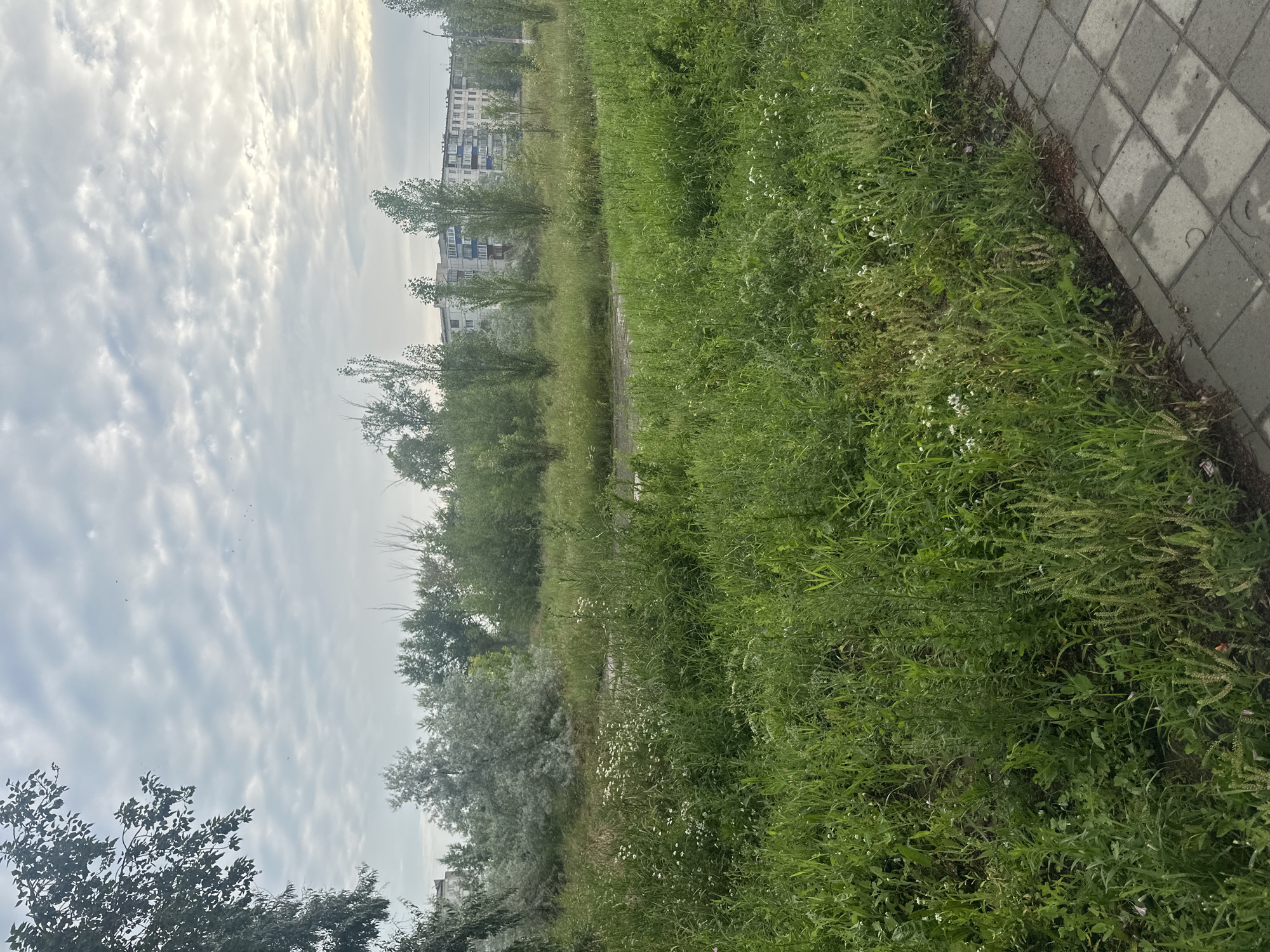 The image depicts an overgrown grassy area with a paved walkway in the foreground, situated in the city of Rudny, Kazakhstan. The walkway is made of grey interlocking pavers, some of which appear wet. The grass is tall and dense, interspersed with small white wildflowers and other green vegetation. In the mid-ground, there is a line of trees, some appearing silvery and others dark green. Behind the trees, several multi-story apartment buildings are visible, typical of Soviet-era architecture, with light-colored facades and numerous windows. The sky is overcast with a pattern of white and grey clouds, suggesting a cloudy day. There are no people or animals visible in the scene.