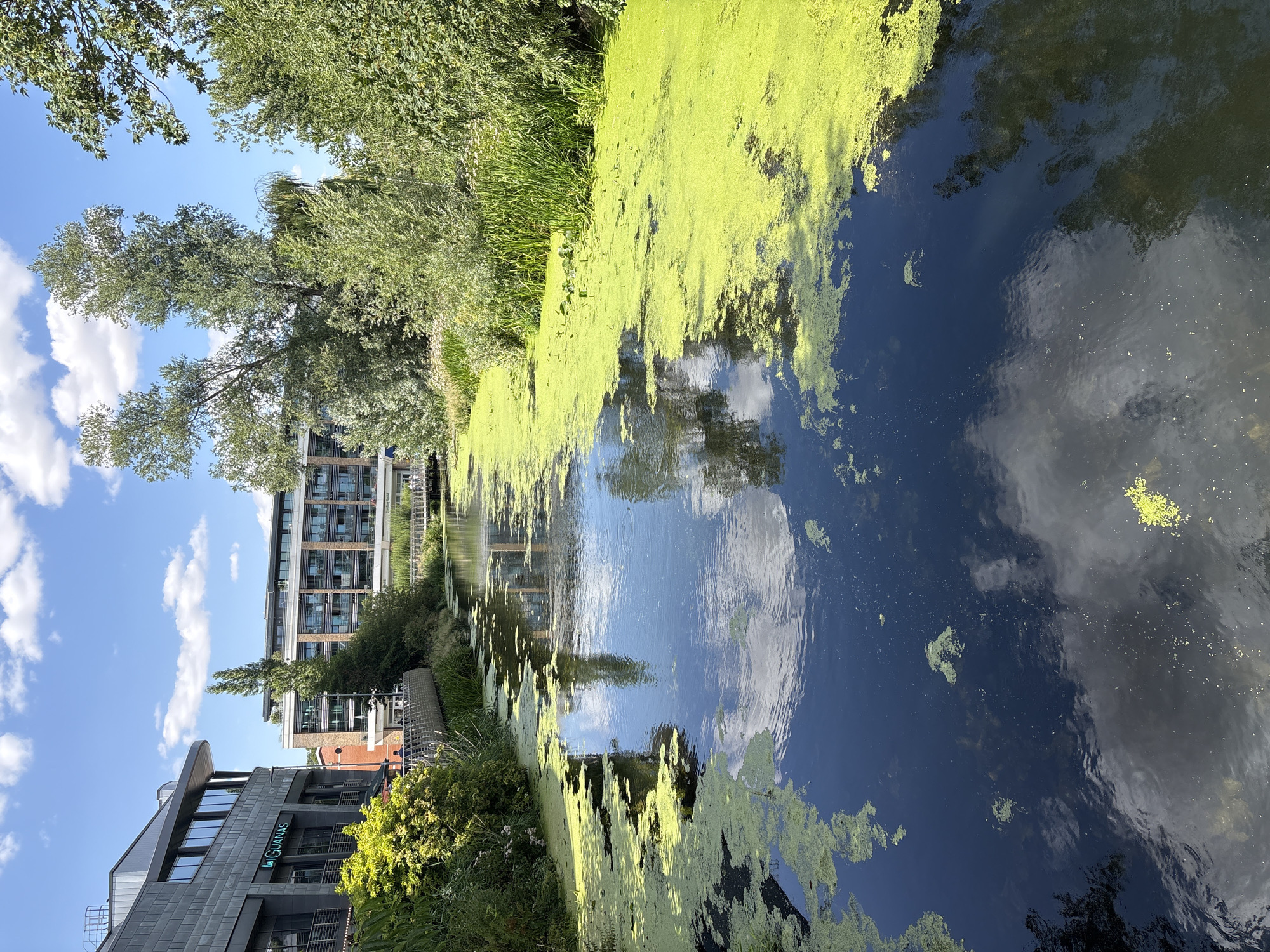 The image depicts a canal in Chelmsford, United Kingdom, under a bright, partly cloudy sky. The canal is partially covered by a thick layer of vibrant green algae. On the left bank, a modern building with a dark facade and a sign reading "la GUANAS" is visible, alongside lush green foliage. In the background, several multi-story buildings with balconies line the canal, reflecting in the water. A wooden bridge spans the canal in the distance, with a few individuals crossing it. The right bank is densely covered with trees and tall grasses. The water's surface reflects the sky, clouds, and surrounding greenery.