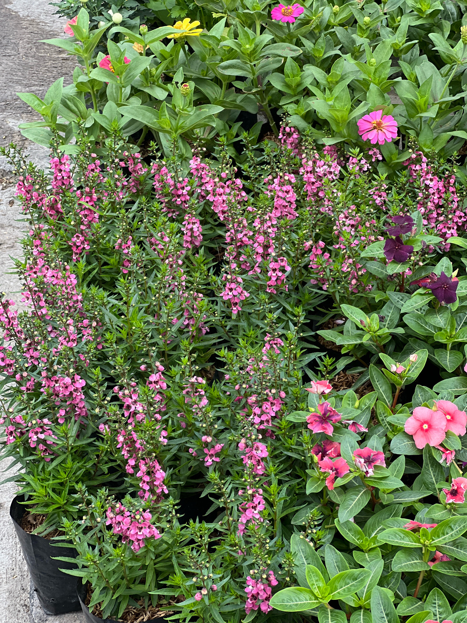 In a garden setting, possibly in Denpasar, Indonesia, a variety of flowering plants are displayed in black plastic pots. The foreground is dominated by tall, slender plants with numerous small pink flowers arranged in spires, interspersed with dark green leaves. To the right and further back, larger-leaved plants with vibrant pink and deep purple flowers are visible. Among these, some flowers have a striking dark center with lighter pink or white petal edges. In the background, taller plants with bright yellow and pink daisy-like flowers are interspersed with lush green foliage. The plants are densely packed, suggesting a nursery or a well-maintained garden. The ground appears to be a mix of concrete and possibly mulch. No people or animals are present in the image.