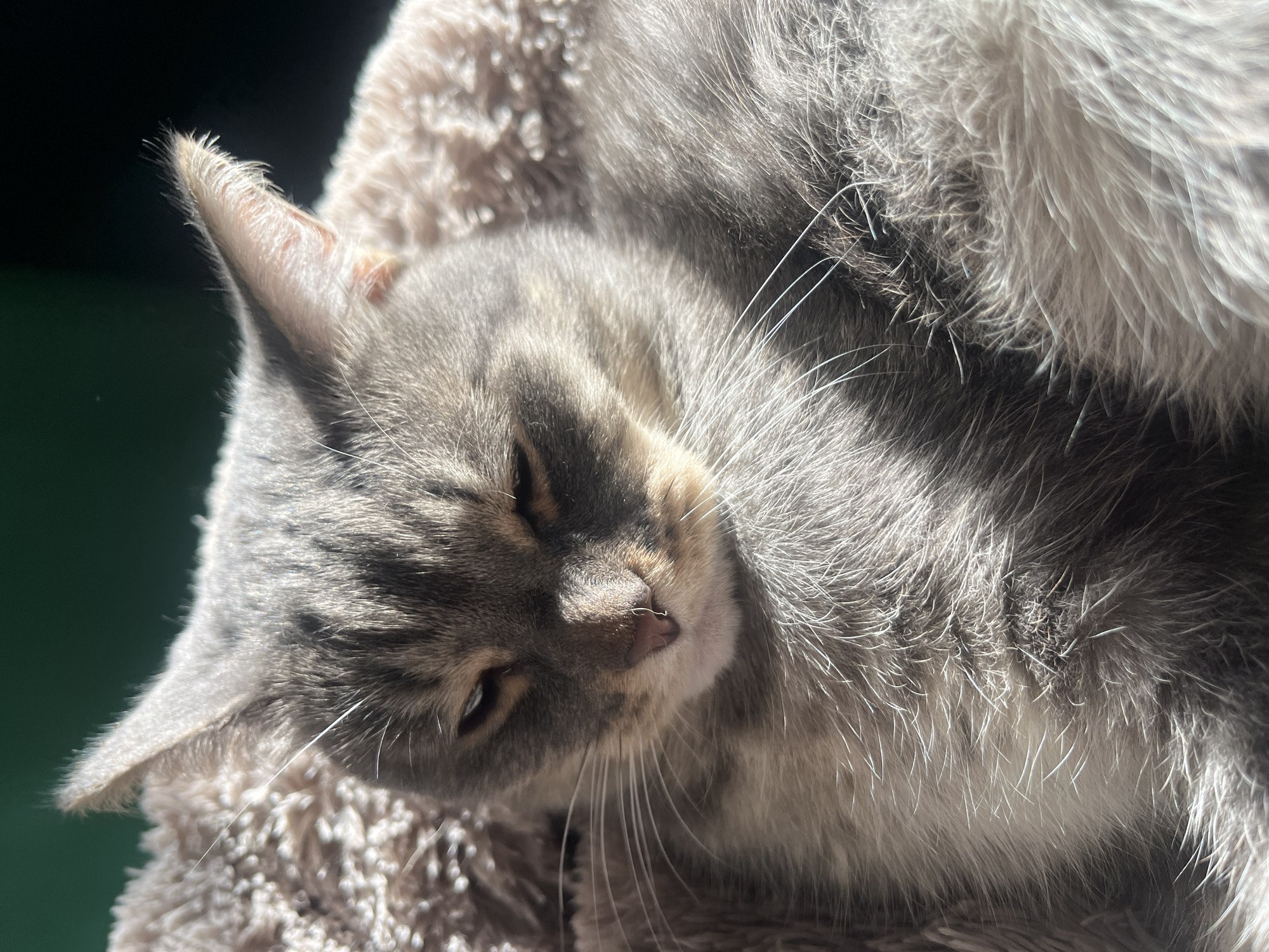 A close-up, vertical, eye-level shot shows a grey tabby cat lying down on a fluffy, light brown blanket. The cat's eyes are partially closed, and it appears to be basking in sunlight that is casting shadows across its face and body. The background is a dark, out-of-focus green. There is no indication of location in Nizhny Tagil, Russia.