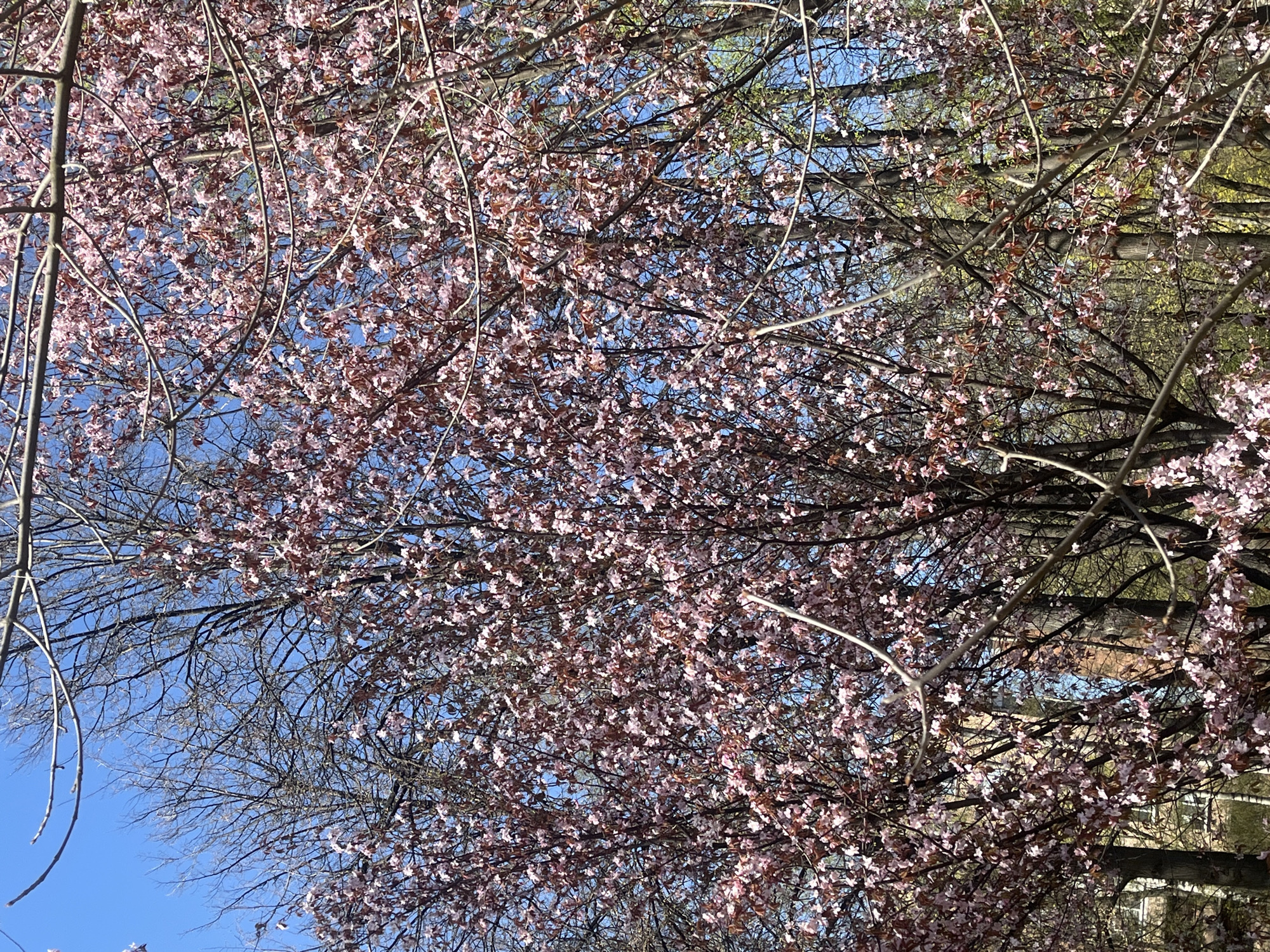 The image depicts a view looking up into a tree with blooming pink flowers against a blue sky. The branches of the tree are bare except for the flowers, suggesting it is early spring. In the background, hints of other trees and possibly buildings can be seen. The location is Unknown, Russia. There are no people visible in the image.