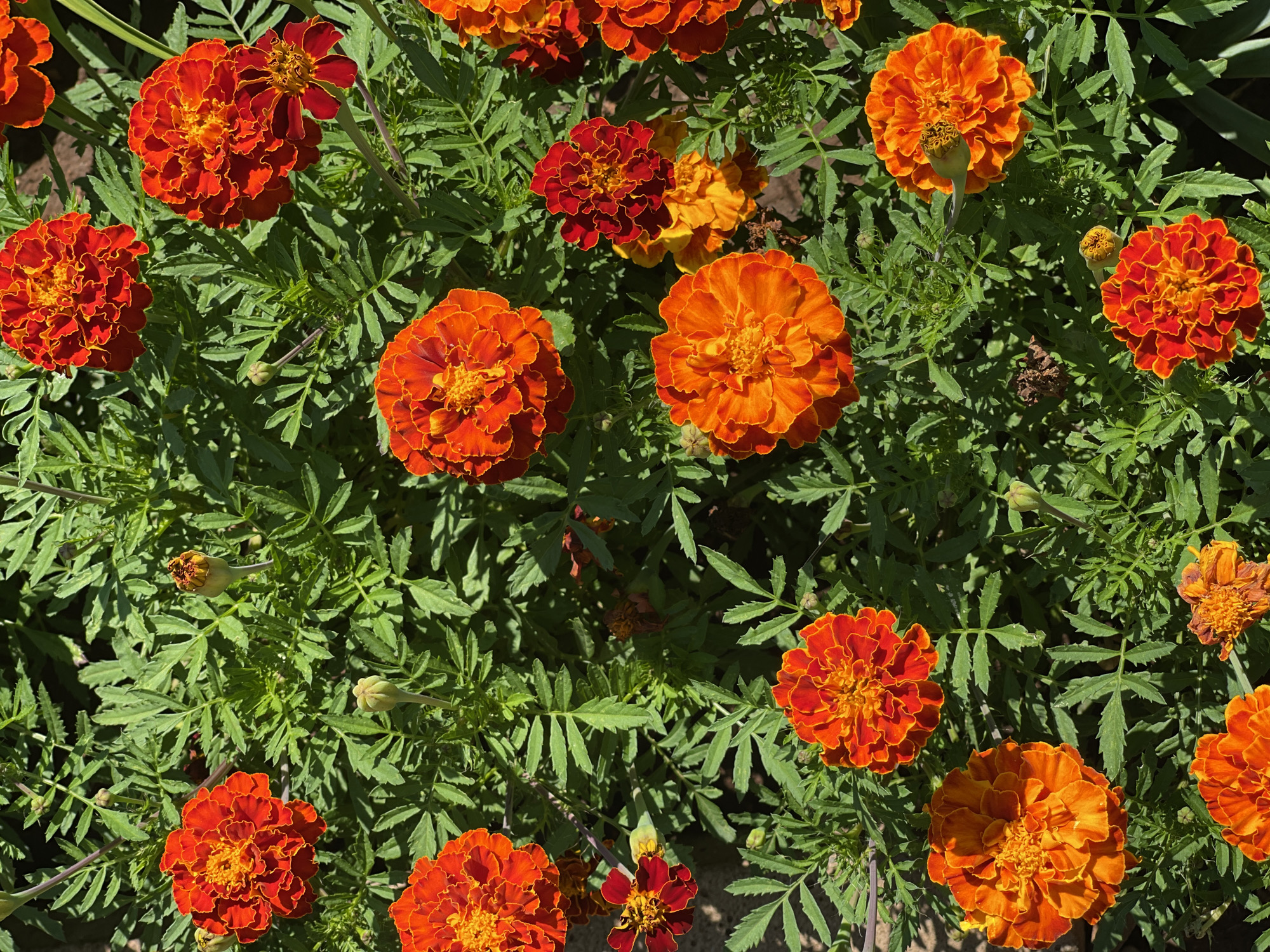 This is a top-down, close-up shot of a patch of marigolds in full bloom, with some buds and wilting flowers also visible. The flowers are a vibrant mix of orange and red, with some appearing fully bloomed and others partially open. The leaves are a deep green and feathery, creating a dense backdrop. The scene is brightly lit, suggesting it's a sunny day. The image is taken outdoors, likely in a garden, and the location is specified as Tataraskaya Kargala, Russia. There are no people or animals present in the image.