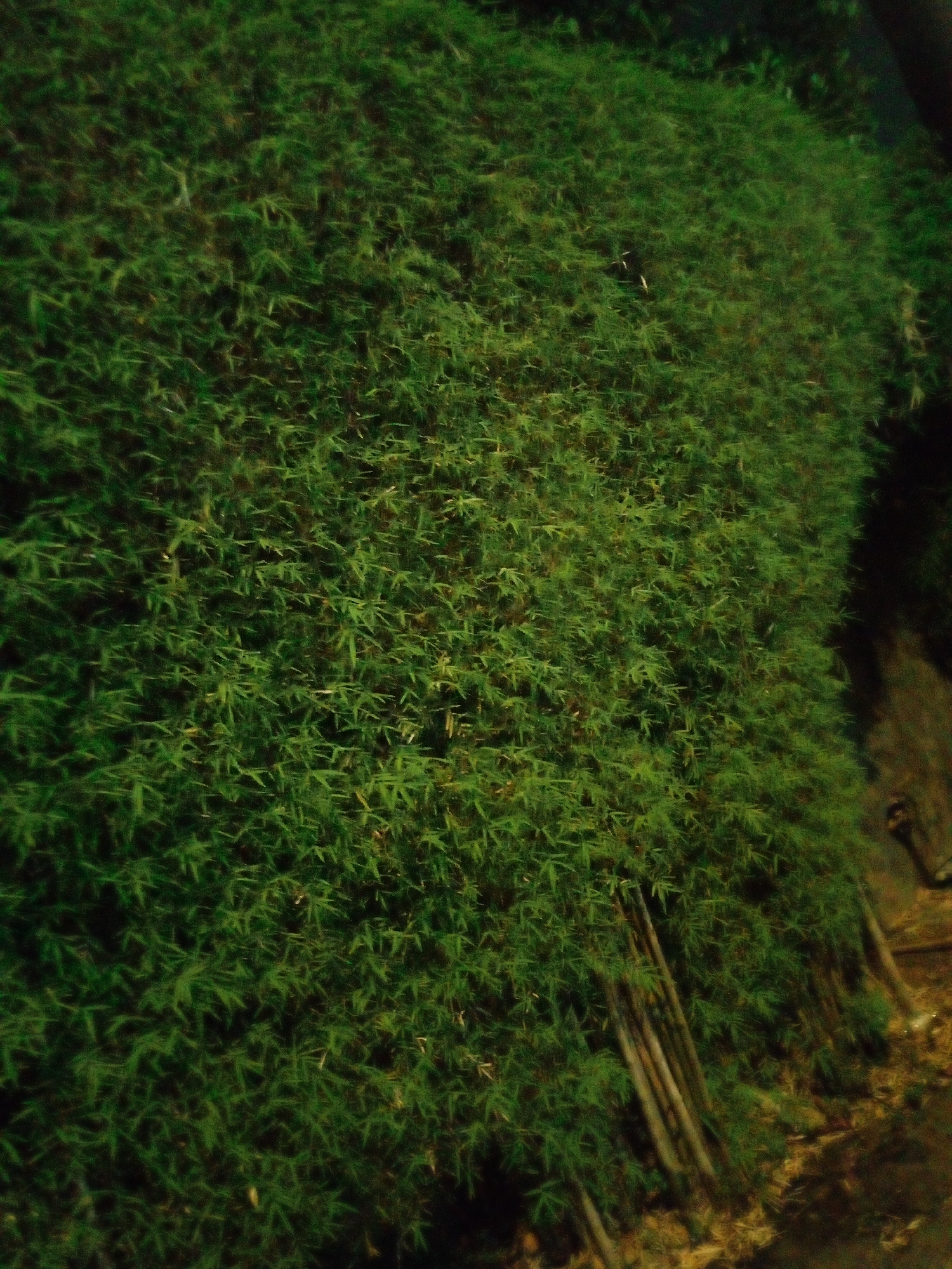 The image depicts a dense bamboo hedge covering a significant portion of the frame. The bamboo is lush and green, with countless narrow leaves creating a textured surface. The lighting is dim, suggesting it may be evening or a heavily shaded area. Towards the right side of the image, the bamboo recedes, revealing a darker, possibly concrete or stone wall, and a ground area with some scattered dry leaves and debris. In the lower right portion of the image, several thick bamboo stalks are visible, standing upright within the hedge, some appearing to lean. The overall impression is of a natural barrier or screen, potentially in a garden, park, or along a property line in Bitung Jaya, Indonesia. There are no people or animals clearly visible in the image.