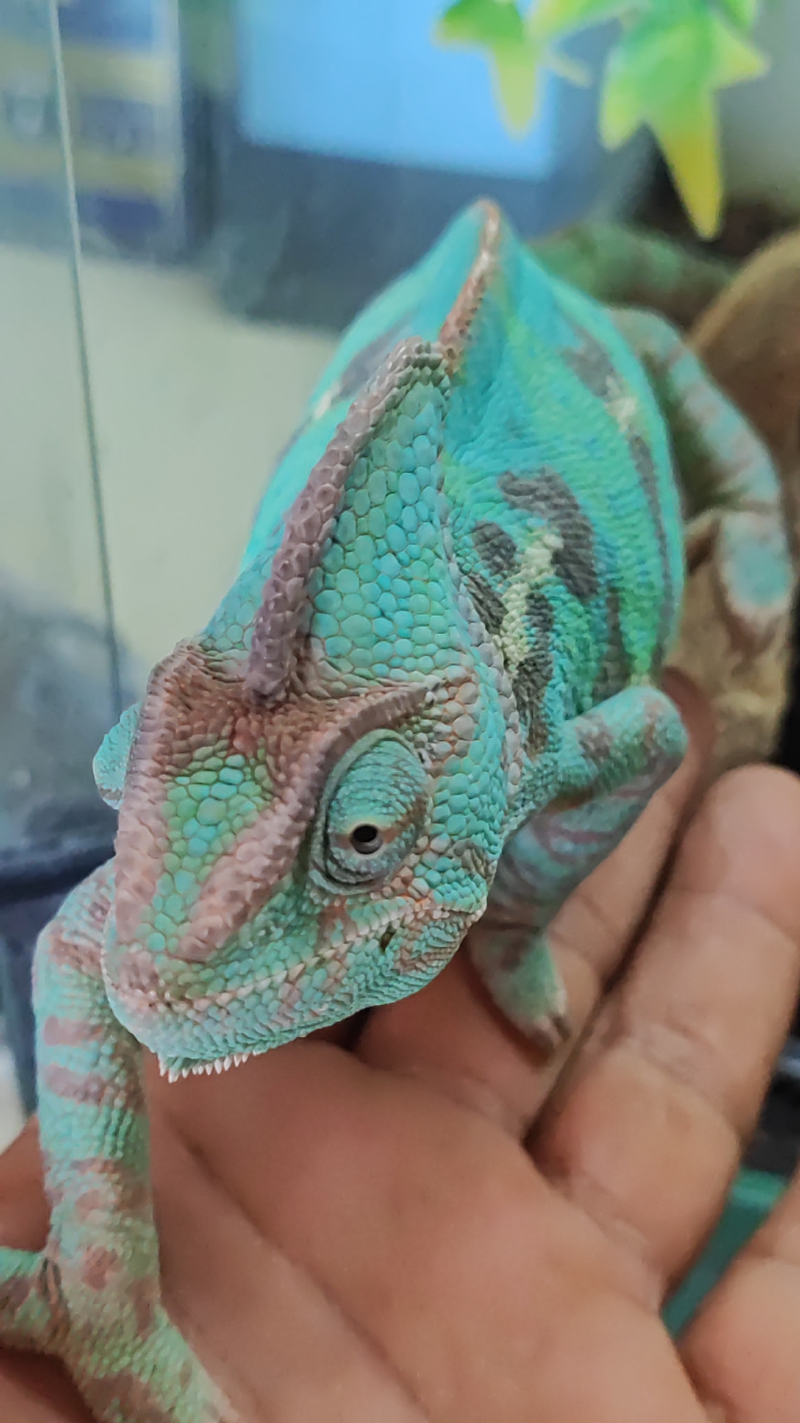 A close-up, eye-level, high-angle shot shows a chameleon perched on a person's hand. The chameleon is predominantly turquoise with pinkish-brown markings and stripes. Its scales are clearly visible, and its eye is directed towards the left of the frame. The background is blurred, but appears to be an indoor setting, possibly a terrarium, with hints of green foliage and a blue backdrop. The person's hand is brown-skinned, with visible fingerprints on the palm supporting the chameleon. The image was taken in Sochi, Russia.