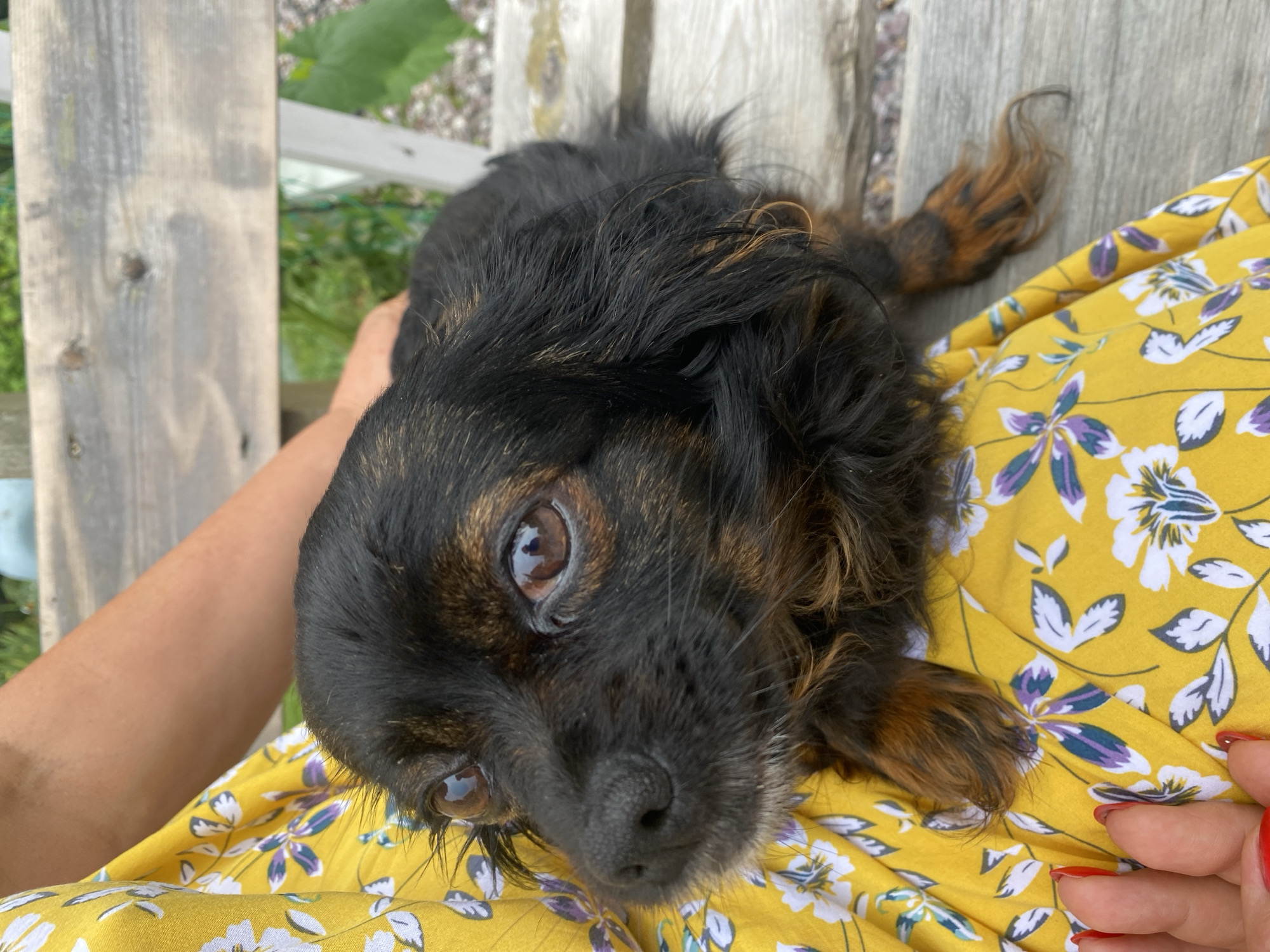 An intimate, eye-level, close-up shot captures a small, black and tan dog resting on the lap of a person wearing a bright yellow dress with a floral pattern. The dog's head is turned to the left, showcasing its large, expressive brown eyes and a wet, black nose. Its fur is a mix of black and brown, with longer strands around its face and ears. One of the dog's paws is visible, resting on the person's lap, and its tail is curled up behind it. The person's arm is visible on the dog's back, and their hand, with red nail polish, is near the dog's chest. The scene is set outdoors, with a weathered wooden bench providing a rustic backdrop. In the background, glimpses of green foliage and a light-colored structure suggest an outdoor setting, possibly a garden or park in Tret'ya Pad', Russia. The lighting appears natural, casting a soft glow on the subjects.
