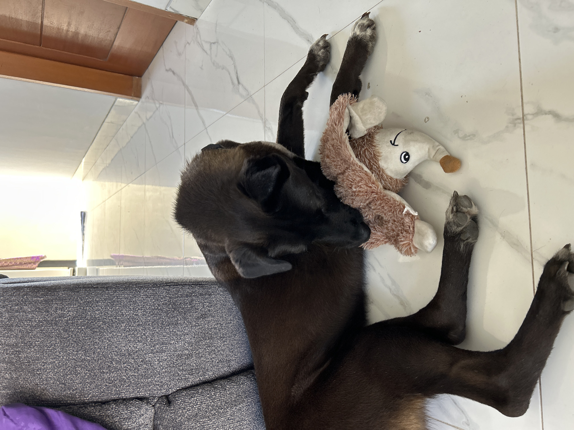 A dark-colored dog is lying on a tiled floor, resting its head on a plush toy. The dog appears to be a medium to large breed, with short, dark fur. The toy is light brown and white, shaped like an animal with a pointed nose and stitched eyes. The dog is positioned next to a dark gray sofa with a purple cushion. The floor is a light-colored tile with marble-like veining. In the background, a wooden door is visible, and a hallway stretches into the distance, illuminated by natural light. The scene appears to be indoors, possibly in a residential setting within Sukawati, Indonesia.