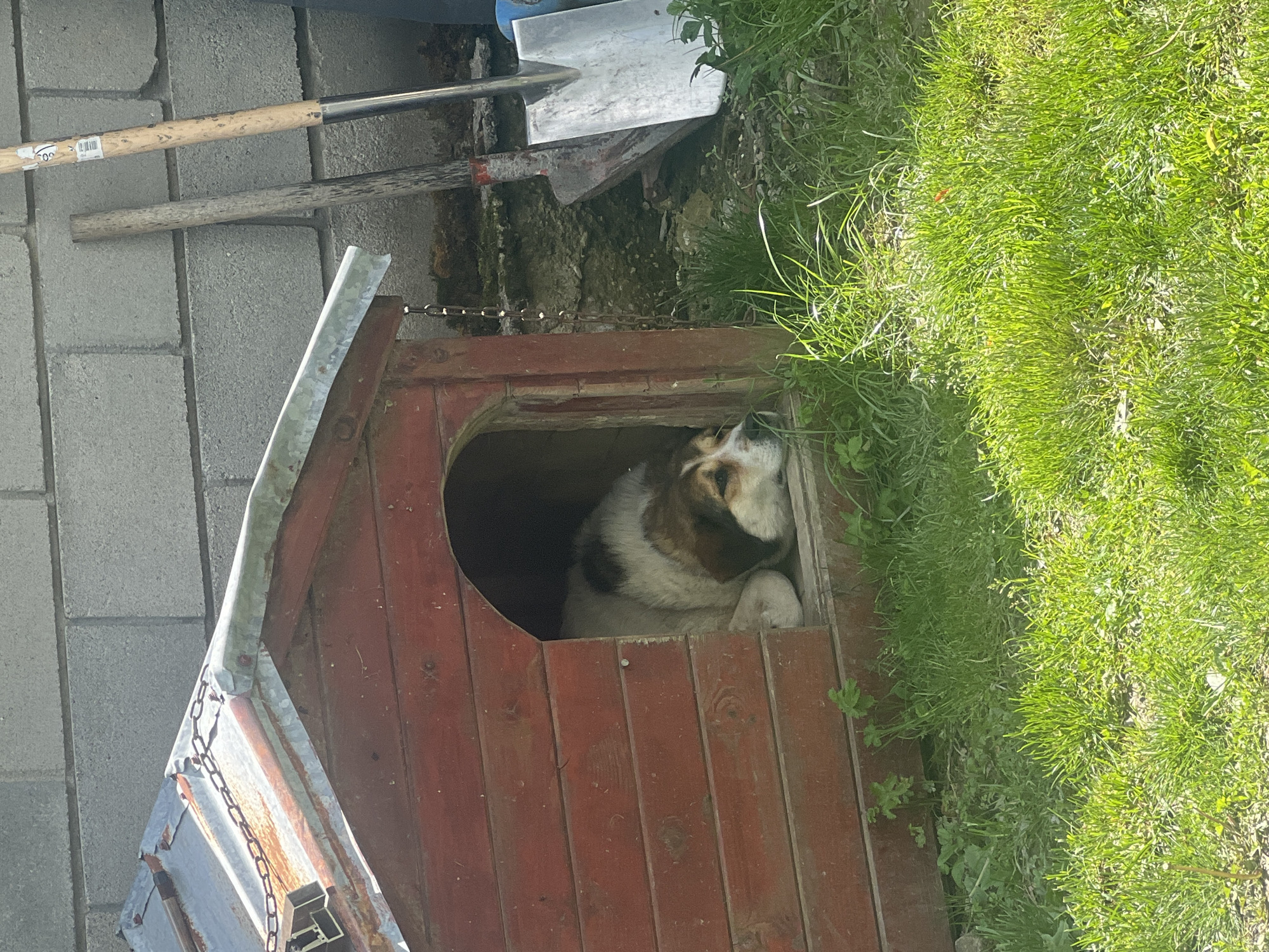 A medium-sized, mostly white dog with brown and black markings is lying inside a red wooden dog house. The dog is positioned near the front of the house, its head near the opening. The dog house is placed between a patch of green grass and a grey brick surface. A shovel and other tools are leaning against a wall behind the dog house. The scene appears to be outside in daylight. There is no specific evidence in the image to confirm the location in Gorno Kamartsi, Bulgaria, although the presence of the dog house suggests a rural setting.