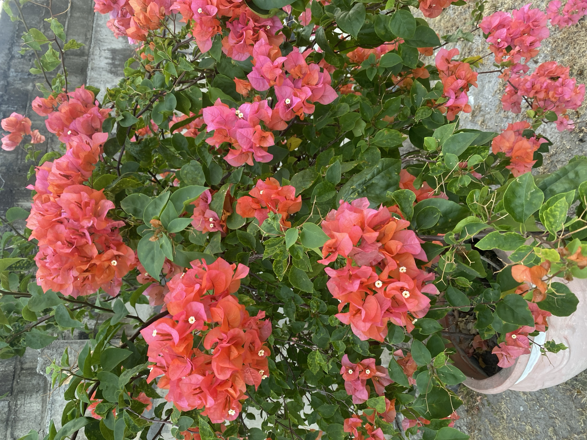 A vibrant bougainvillea plant with bright pink and coral-colored bracts and green leaves is showcased in this image. The plant is potted in a large, light pink clay pot with decorative carvings. The pot sits on a grey, textured surface, possibly concrete or stone, which appears to be an outdoor setting. In the background, a grey, rough-textured wall is visible, suggesting it is a boundary or structure. The scene is devoid of people, and the focus is solely on the lush bougainvillea. This scene is likely found in a garden or courtyard within a residential or public space in Banjarbaru, Indonesia, given the characteristic tropical flora and common outdoor architectural elements of the region.