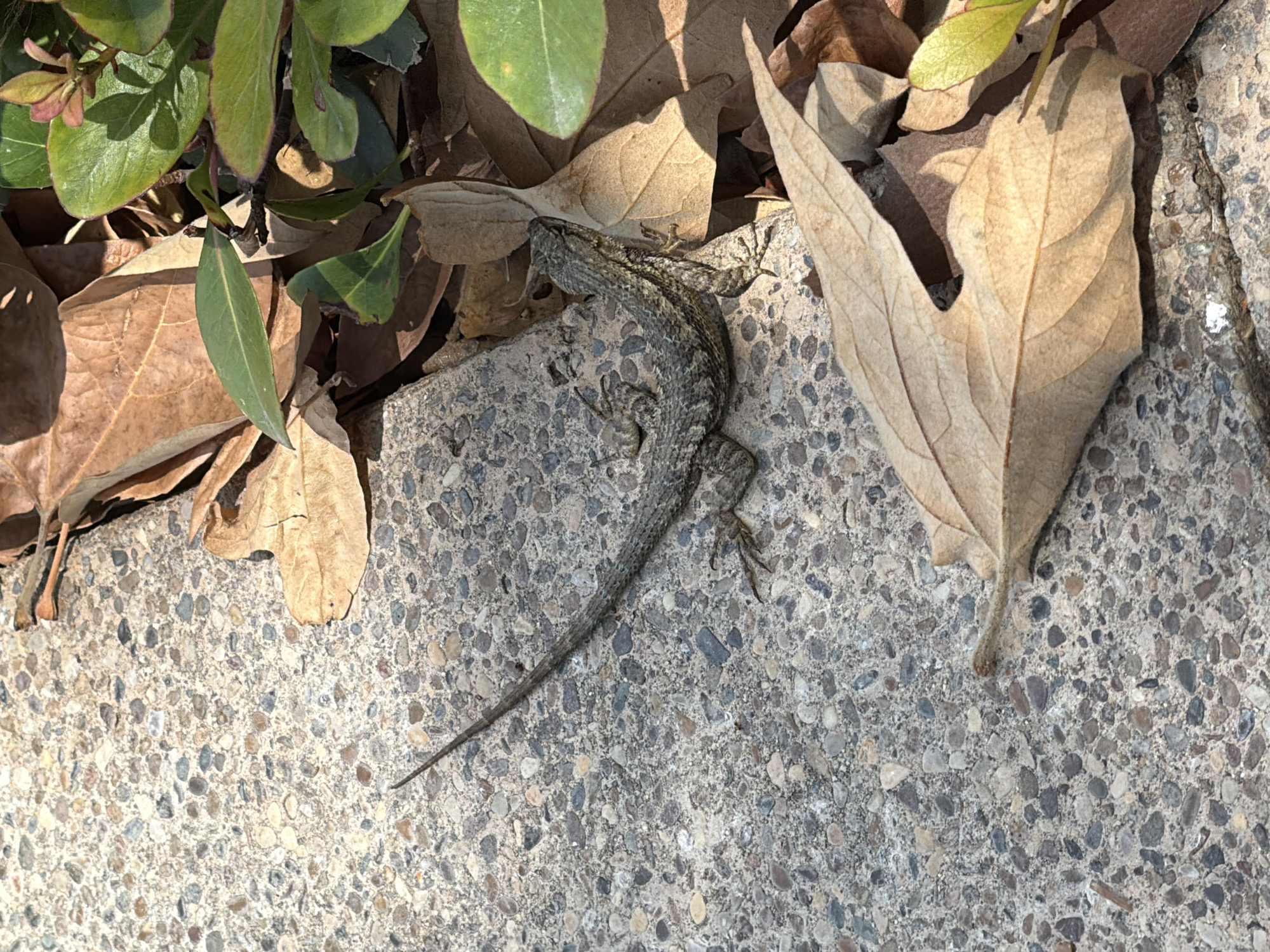The image shows a small, gray-brown lizard basking on a textured concrete surface. The lizard is positioned in the center of the frame, with its body oriented diagonally from the bottom left to the top right. Its scales are finely detailed, and its legs are spread out, indicating it is resting or absorbing warmth.
Surrounding the lizard are fallen leaves, some appearing dry and brown, while others are green and appear to be part of a nearby bush or plant. The concrete surface is composed of small, multicolored pebbles embedded in a gray matrix, creating a rough texture. A large, dry leaf with distinct venation is prominently featured to the right of the lizard.
The lighting suggests it is daytime, with sunlight casting shadows. The overall scene evokes a natural, outdoor setting, possibly a garden path, sidewalk, or park in Irvine, United States. There is no visible text in the image. The mood is peaceful and observational, capturing a moment of stillness in nature.