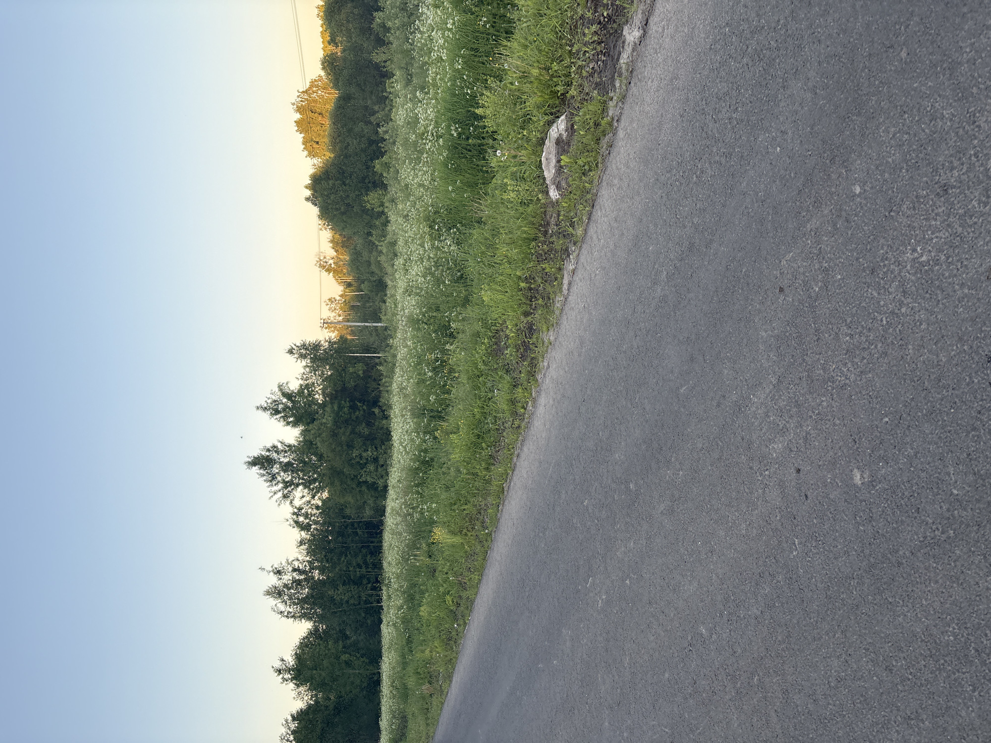 A serene outdoor landscape captures a rural or semi-rural scene. The image is oriented with the horizon running horizontally across the middle. On the right, an asphalt road or path extends from the bottom towards the upper-left, featuring a slightly rough, dark gray texture. To the left of the road, a vibrant green field stretches across the midground, densely populated with numerous small white wildflowers. A light-colored, irregularly shaped rock or small boulder is visible embedded in the grass near the edge of the road.
Behind the field, a thick line of trees forms a natural boundary, their dark green foliage creating a rich backdrop. Faint utility poles and lines can be discerned among the trees. The sky occupies the upper portion of the image, displaying a striking color gradient. It transitions from a warm, soft golden-yellow hue near the horizon line, illuminating the tops of some trees, to a clear, pale blue higher up. This warm glow suggests either a sunrise or sunset. The weather appears clear and calm, with no clouds visible. There are no people or visible text in the image.