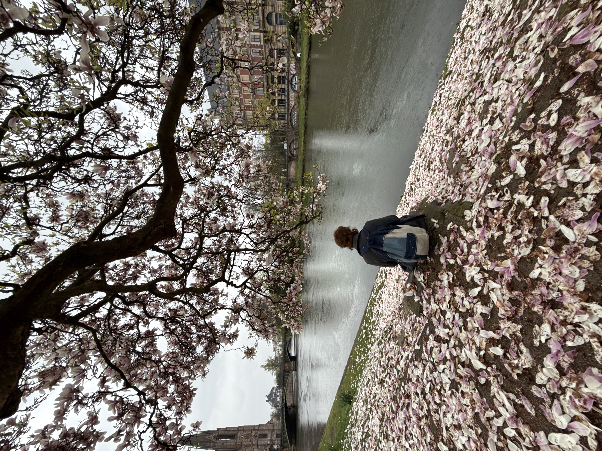 The image depicts a solitary individual seated on the bank of the Ill River in Strasbourg, France, observed from a rear perspective. The person has shoulder-length reddish-brown hair, wears a dark grey jacket, and carries a light blue and white backpack with a small star-like emblem. They are positioned on the ground, which is densely covered with fallen white and pale pink magnolia petals, some showing brown discoloration. A white wrapper and a few brown food items are visible on the ground next to the person. Above, a large magnolia tree with branches laden with pink and white blossoms forms a canopy, framing the upper portion of the scene. The wide, calm Ill River flows centrally, its surface exhibiting numerous small ripples, indicating an overcast sky with light precipitation. In the background to the left, the prominent reddish-brown spire of the Église Saint-Paul rises above a multi-arched stone bridge spanning the river. On the opposite bank to the right, a large multi-story building with reddish facades and numerous windows is visible, with graffiti markings on the lower river wall below it.