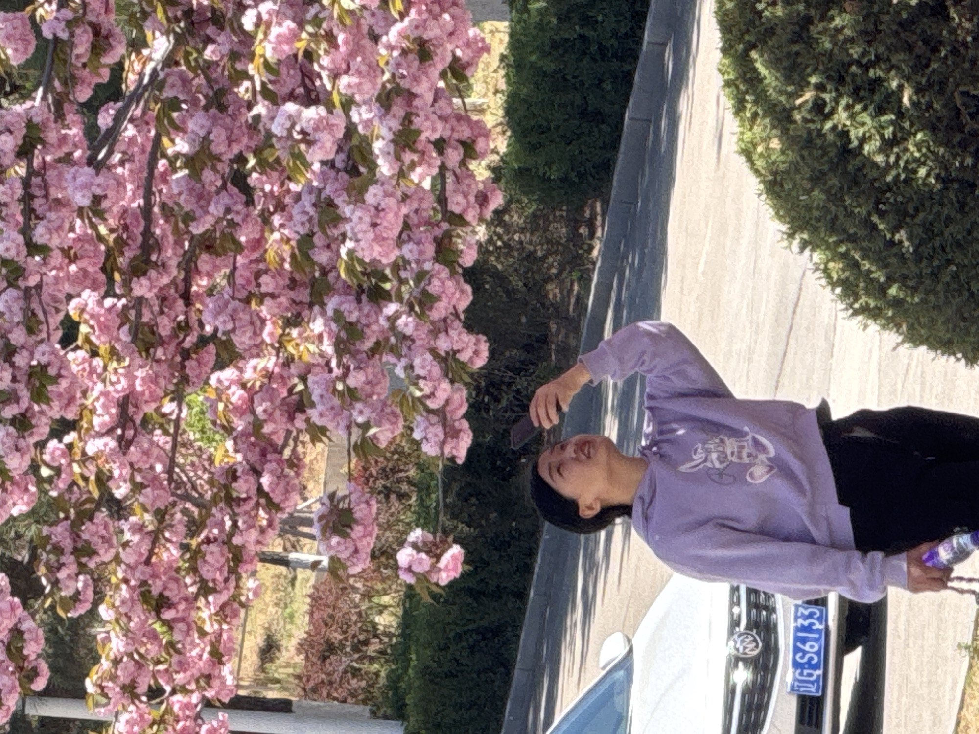 This image captures a vibrant spring day in Zhongtun, China, featuring a person admiring blooming pink cherry blossoms. A young adult, dressed in a light purple hooded sweatshirt with white stylized text and black pants, stands on a paved surface, looking up at a magnificent cherry blossom tree. They are holding a smartphone, possibly capturing the flowers, and a water bottle in their other hand. Their expression suggests delight and appreciation for the beautiful scenery.
The large, profusely blooming cherry blossom tree dominates the left side of the frame, its branches heavy with vivid pink flowers. In the background and to the right, lush green hedges and other foliage are visible. The bright sunlight casts clear shadows on the ground, indicating a sunny day.
A white Volkswagen car is partially visible behind the person, displaying a Chinese license plate with the characters "辽G S6133". "辽" (Liao) signifies Liaoning province. The text on the purple hoodie is present but not clearly discernible. The overall scene depicts a pleasant outdoor moment, likely in a park or along a street, during the peak of cherry blossom season.