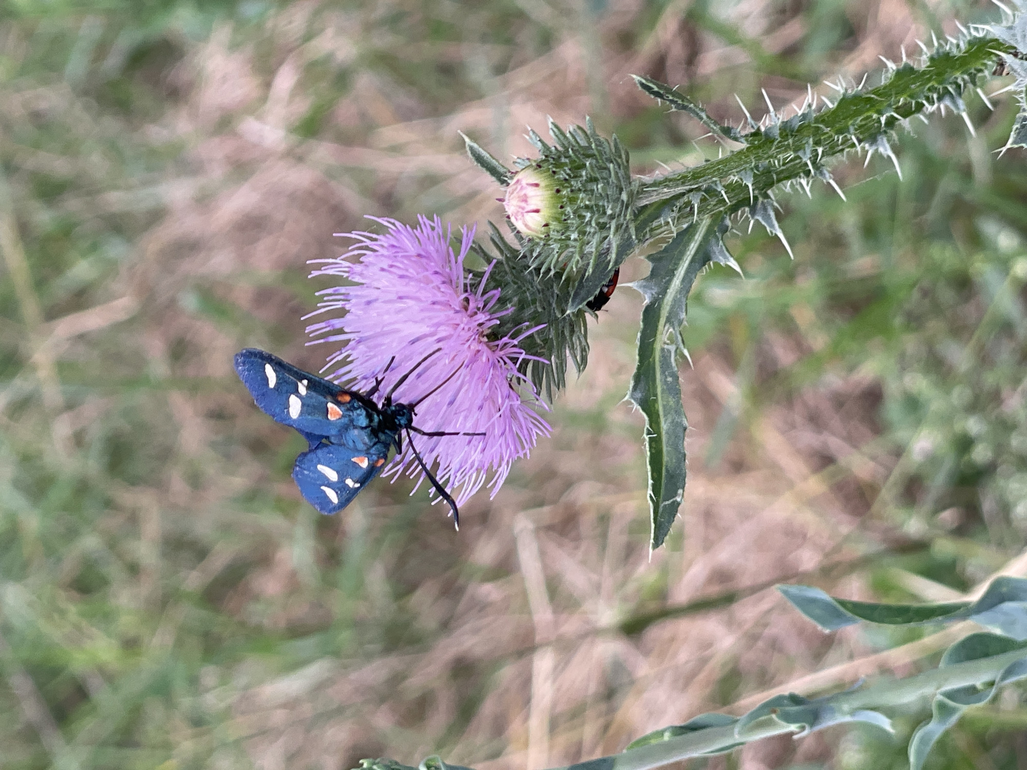 A close-up, eye-level, vertical shot captures a blue butterfly with white and orange spots resting on a purple thistle flower. The butterfly's wings are spread, and its body is angled towards the right. The thistle flower is in full bloom, with delicate, spiky petals and a spiky green bud to its right. The stem of the thistle is covered in sharp white spines. In the background, out-of-focus dry grass and foliage create a natural, outdoor setting. The image appears to be taken in Cahul, Moldova, a city known for its natural beauty and flora. There are no people or artificial structures visible in the frame, suggesting an uncultivated or natural landscape. The lighting is soft, indicating it might be overcast or late in the day.