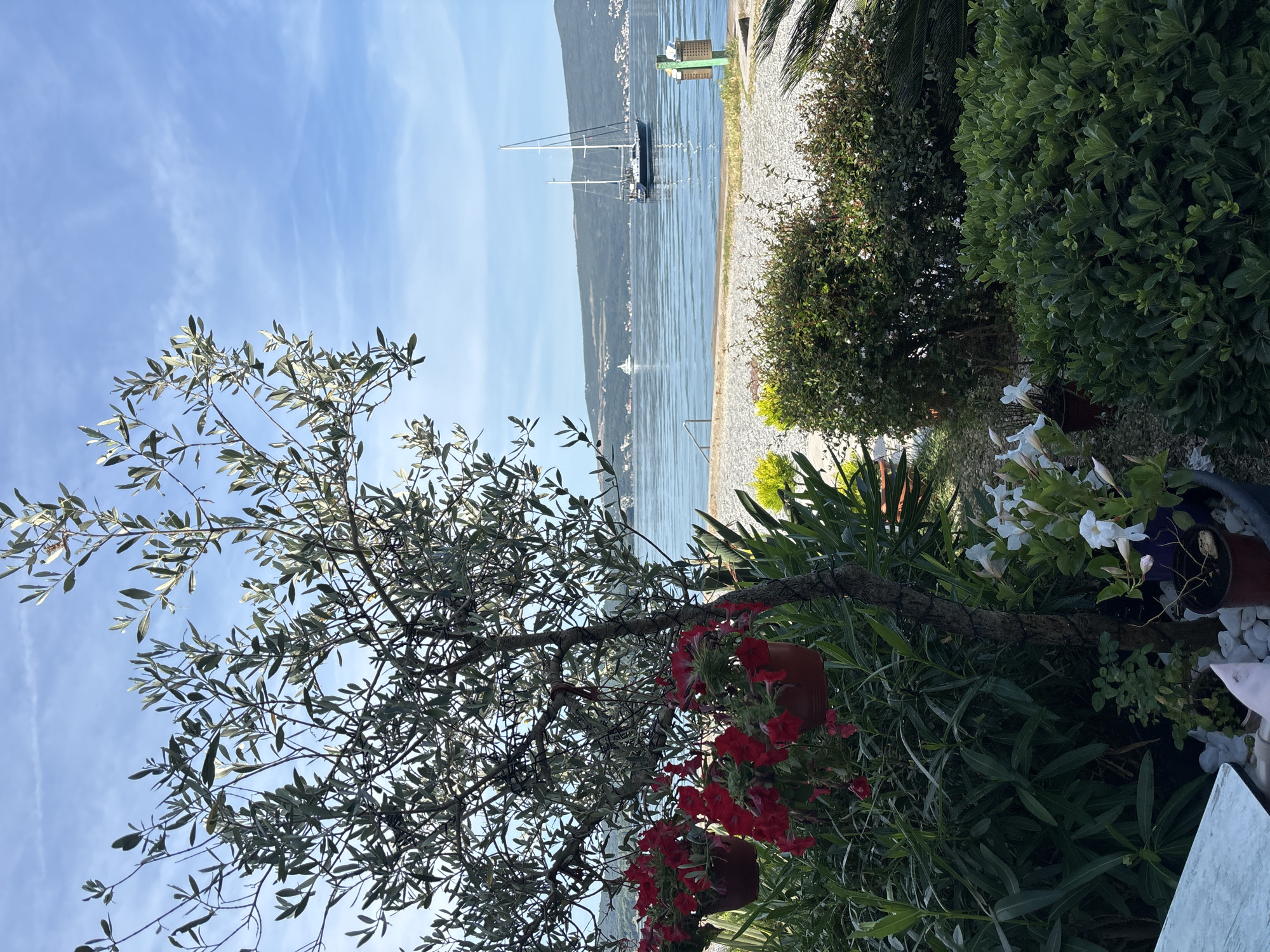The image depicts a waterfront view in Tivat, Montenegro, on a sunny day. A body of water with a sailboat in the distance is visible. The foreground features an olive tree with hanging potted red flowers. Adjacent to the tree, there is a mix of greenery, including bushes and white flowers. A pebble beach is located along the water's edge. The sky is blue with light clouds.