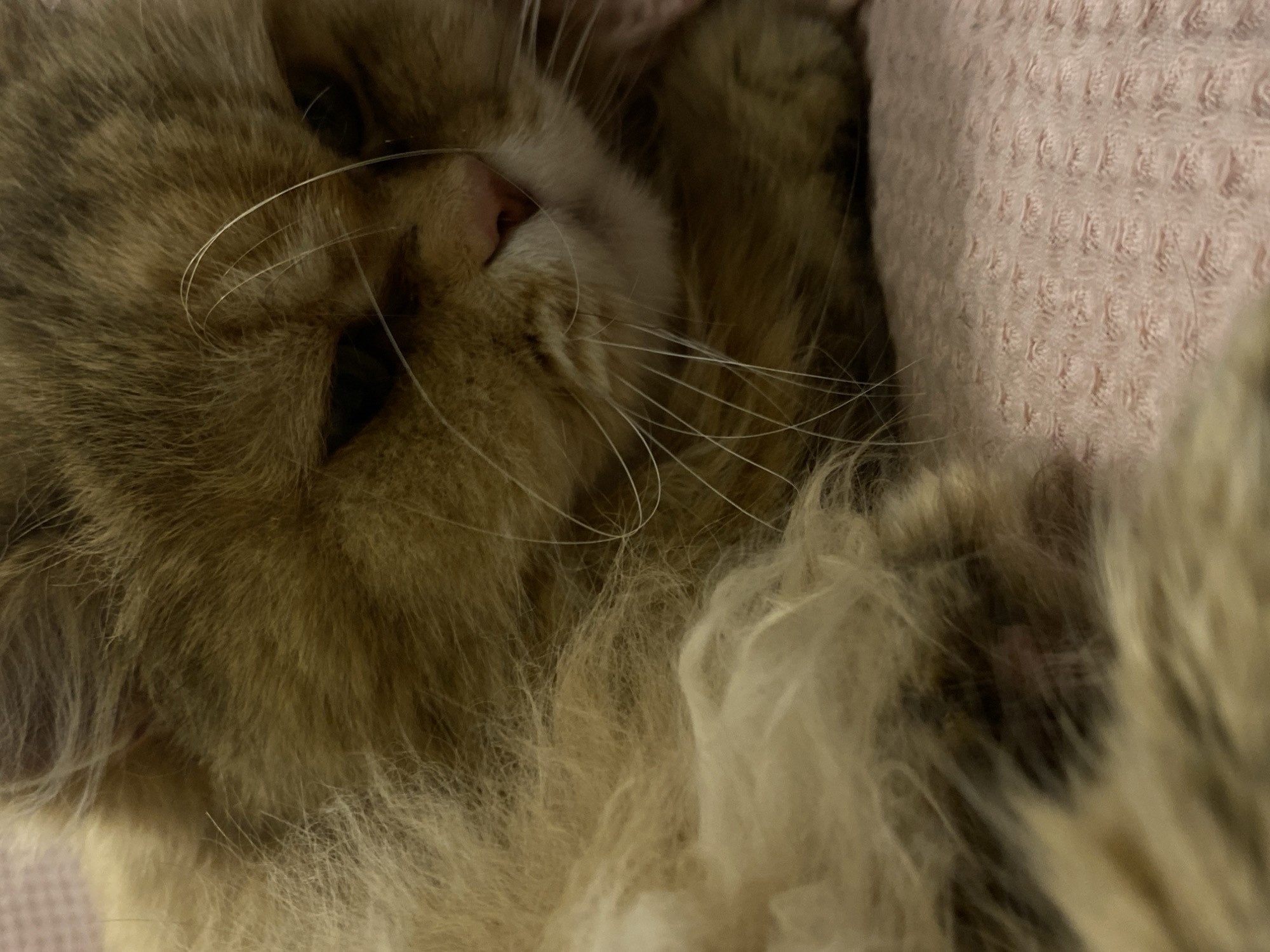 The image is a close-up of a tan and brown cat sleeping. The cat's nose is pink, and its whiskers are white. The cat is lying on a pink textured blanket. The location in Kazan, Russia, is not discernible from the image.